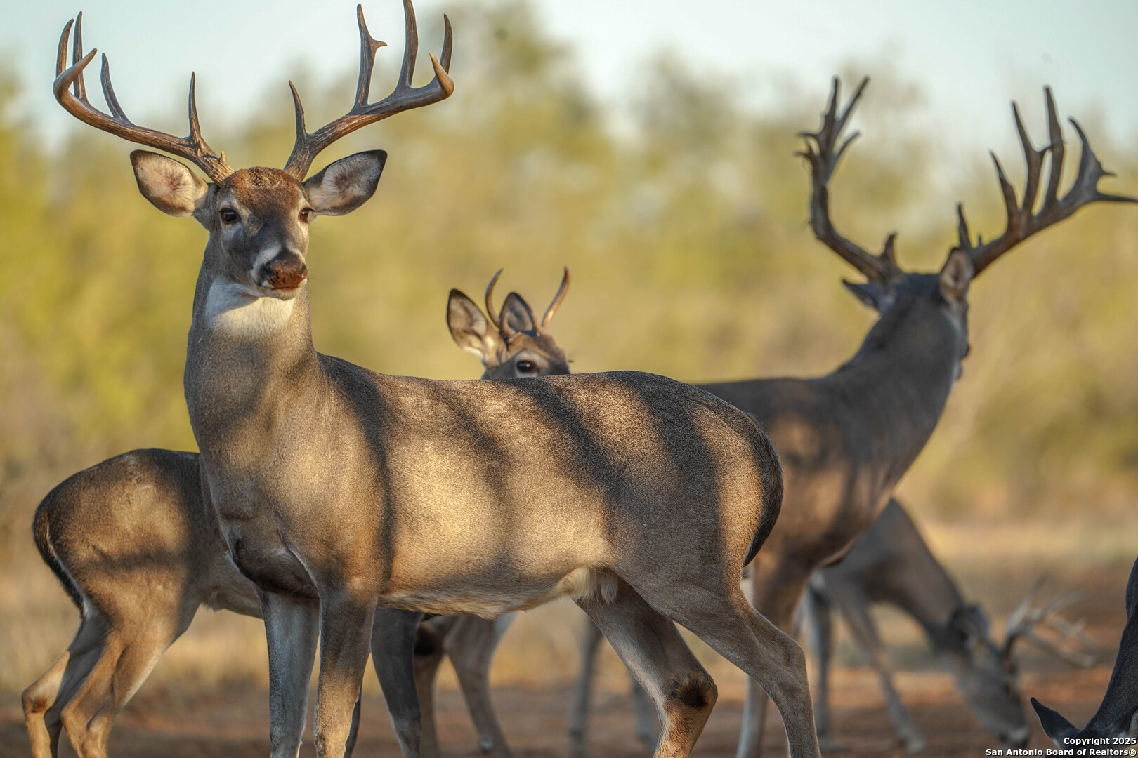 9239 Fm 133 Cotulla, TX 78014 - Photo 94 of 120