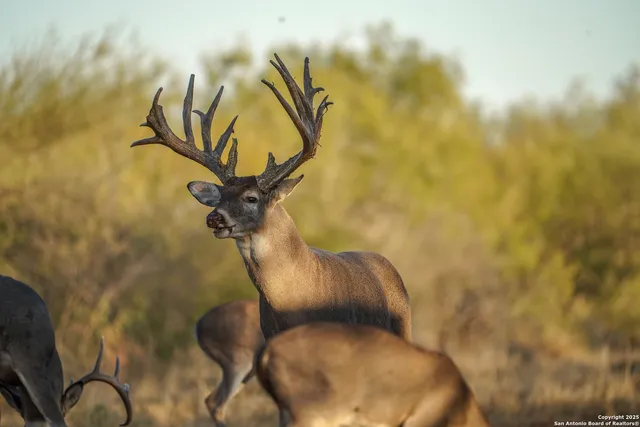 $18,995,000 | 9239 Fm 133, Cotulla, TX 78014