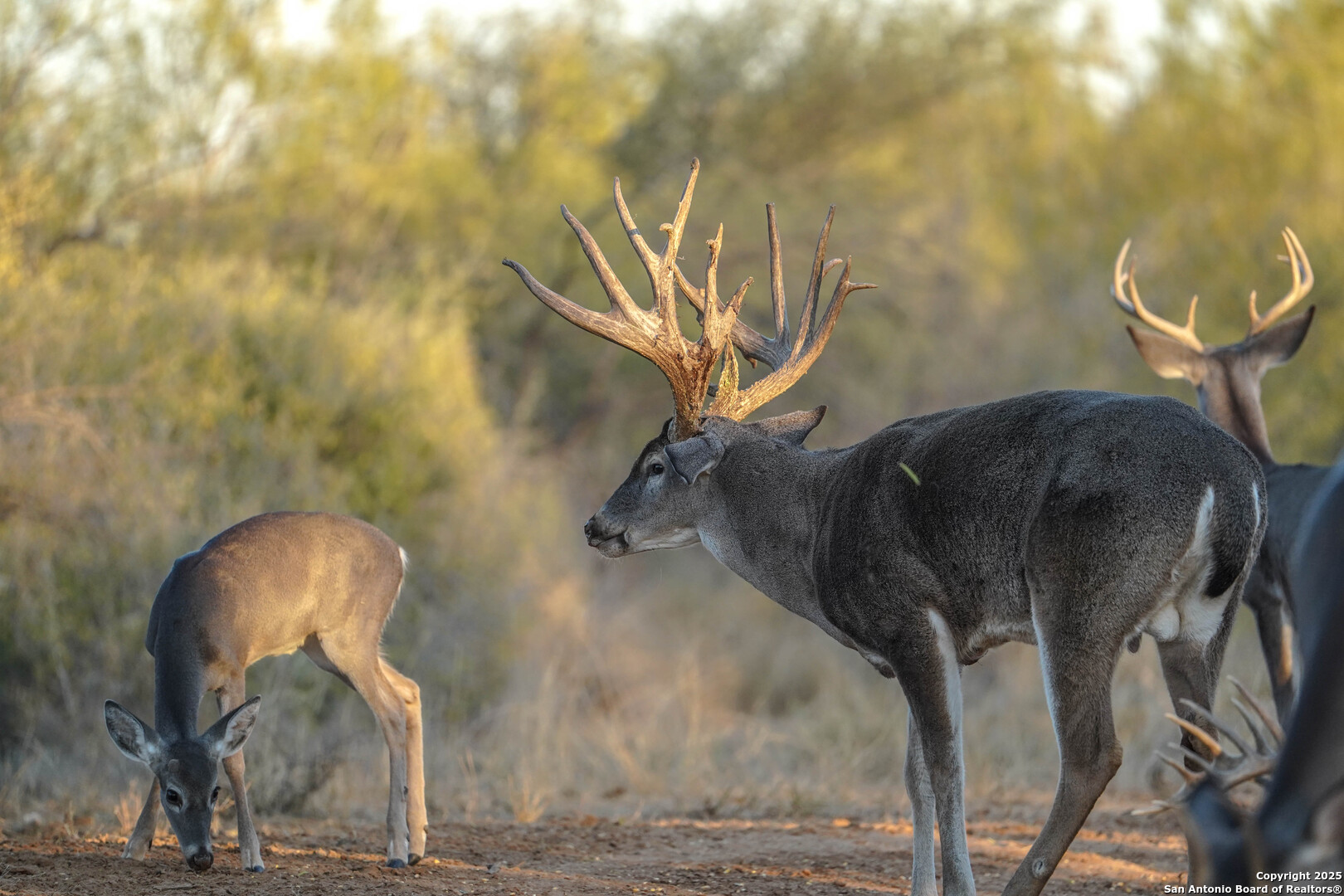9239 Fm 133 Cotulla, TX 78014 - Photo 96 of 120