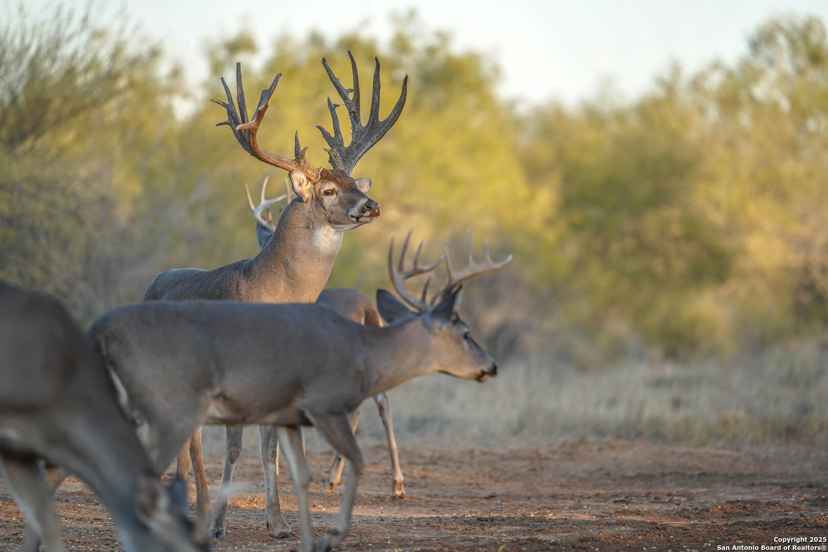 9239 Fm 133 Cotulla, TX 78014 - Photo 97 of 120
