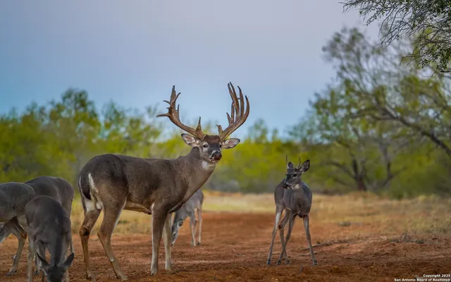 $18,995,000 | 9239 Fm 133, Cotulla, TX 78014