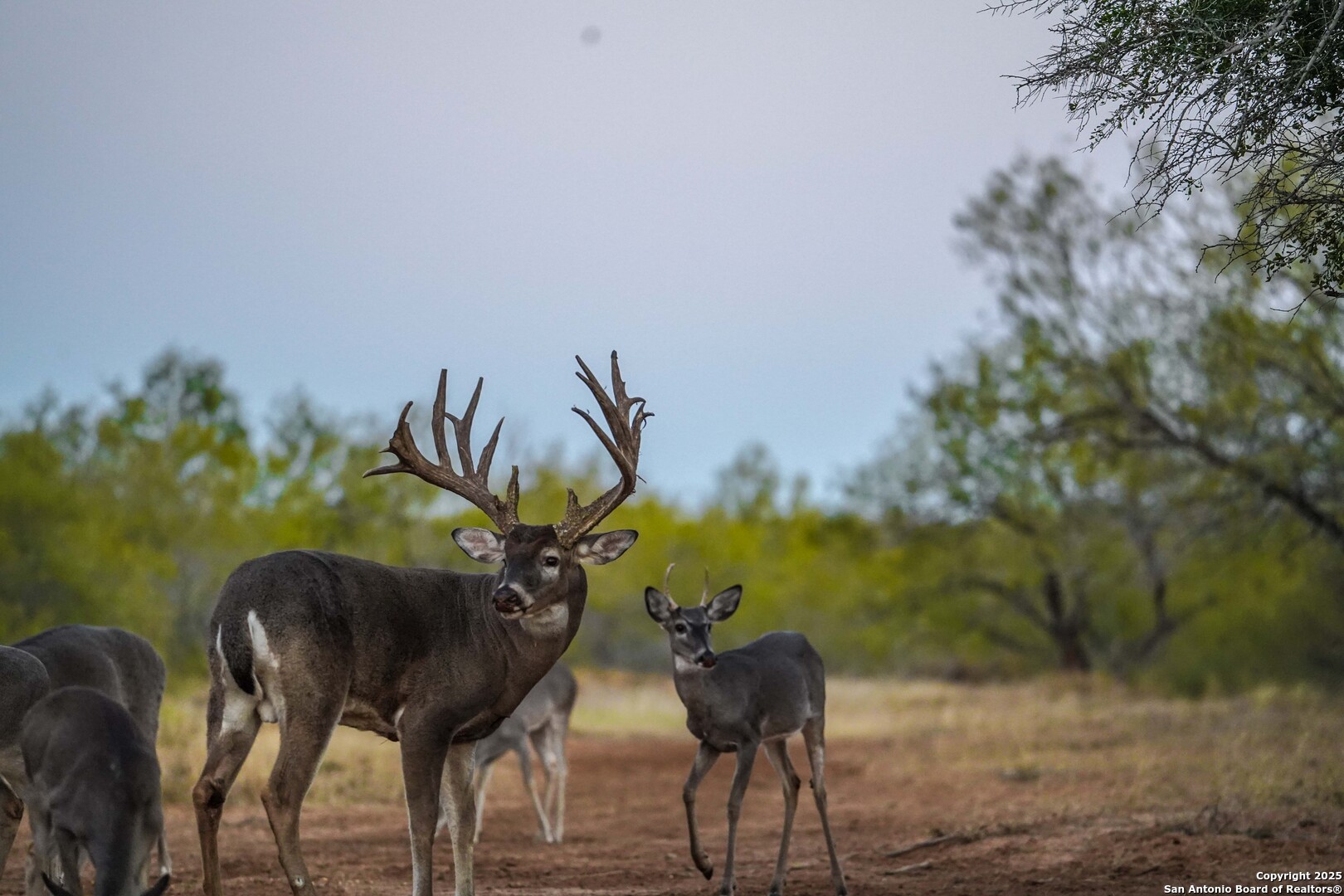 9239 Fm 133 Cotulla, TX 78014 - Photo 99 of 120