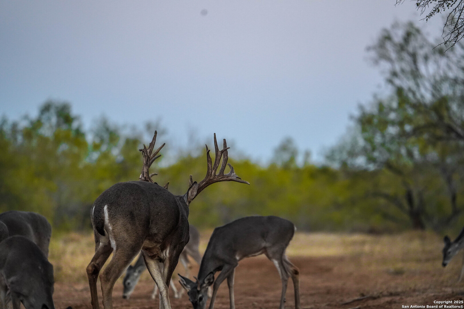 9239 Fm 133 Cotulla, TX 78014 - Photo 100 of 120