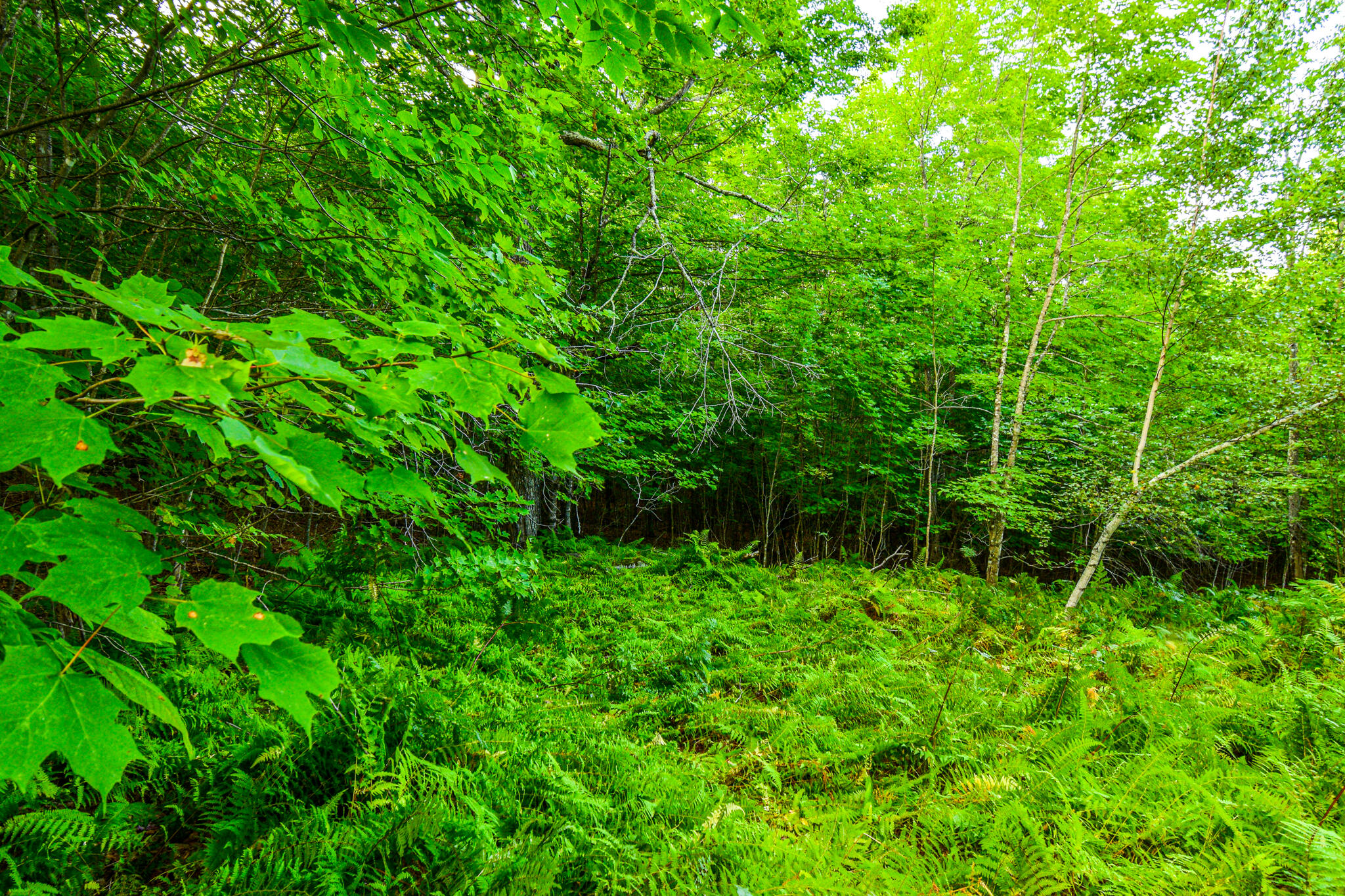 0 Village Road Stetson, ME 04488 - Photo 6 of 8 DSC_4506
