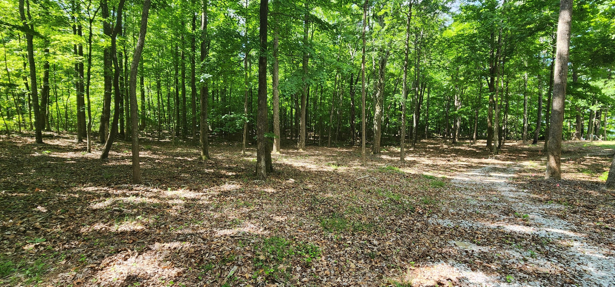 0 Roth Point Road Altamont, TN 37301 - Photo 48 of 49 a view of outdoor space with trees