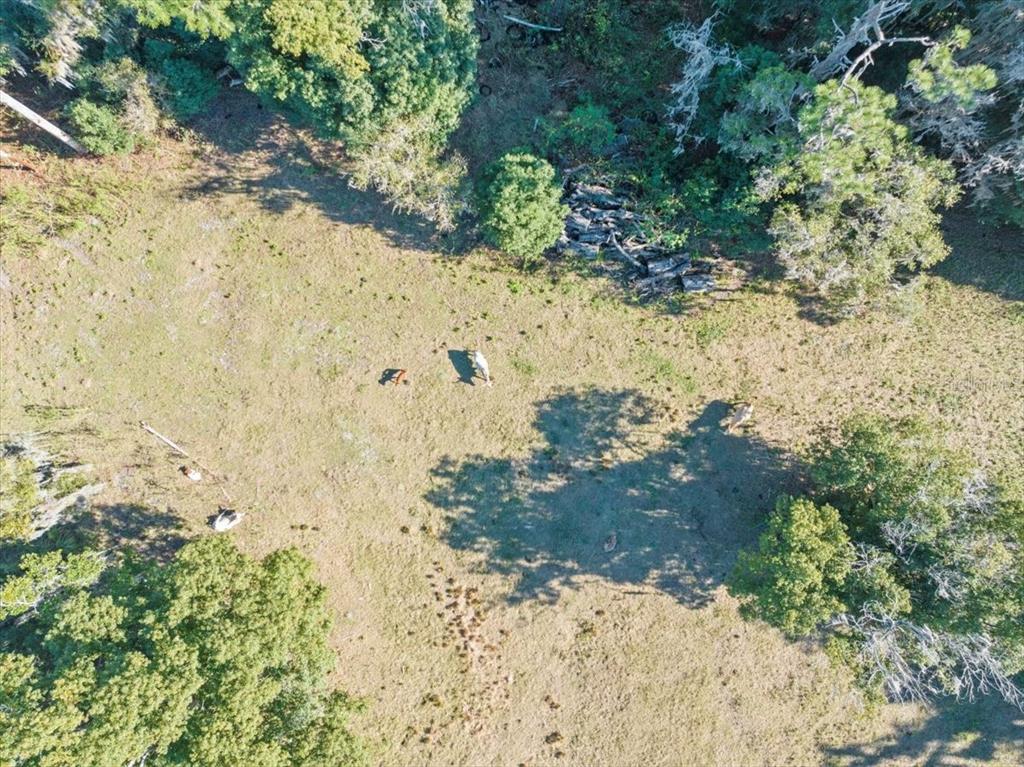 Boy Scout Road Odessa, FL 33556 - Photo 18 of 18 a view of a yard with large trees