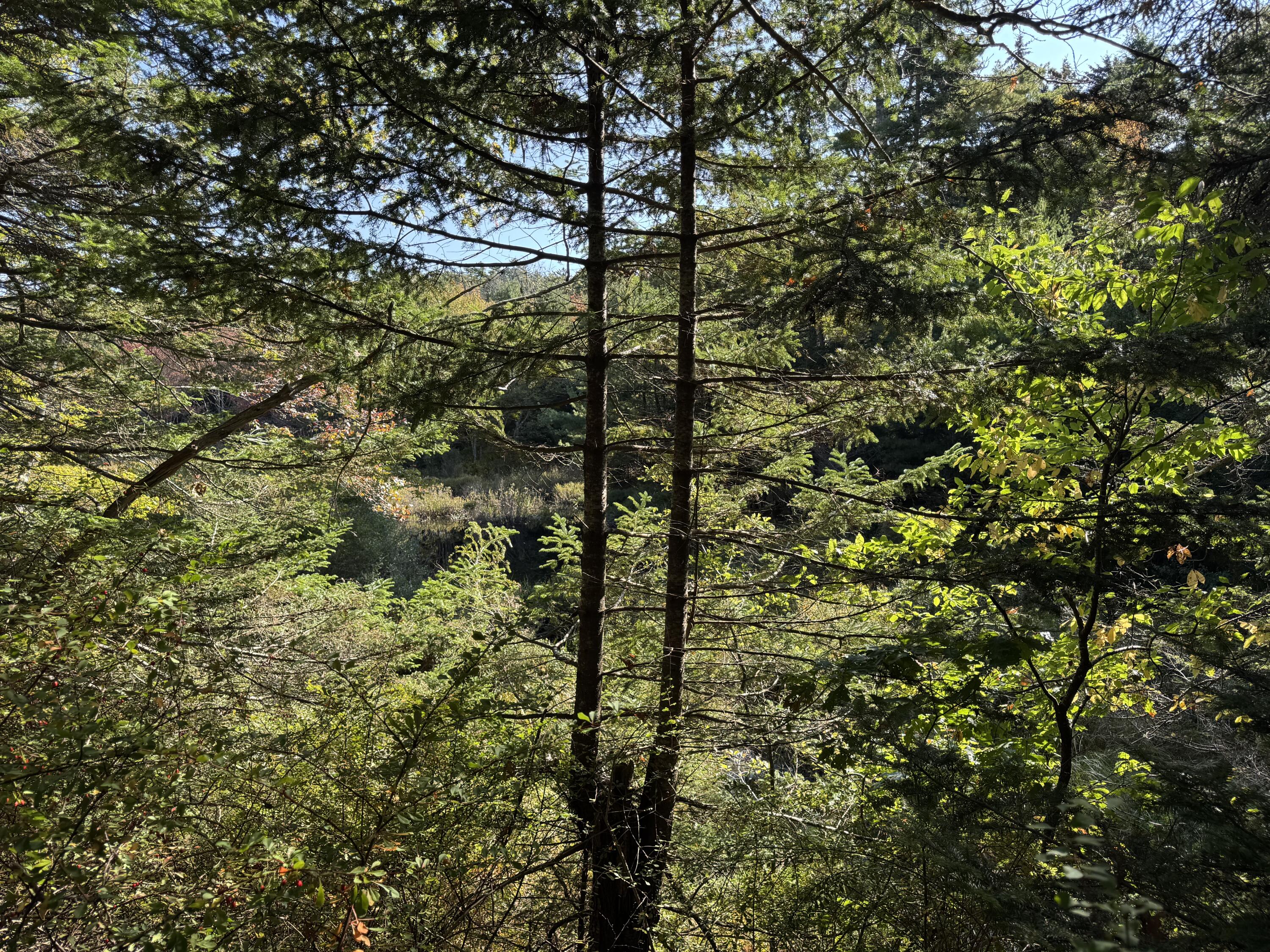 0 Main Road Phippsburg, ME 04562 - Photo 7 of 27 0 Main Road, Phippsburg