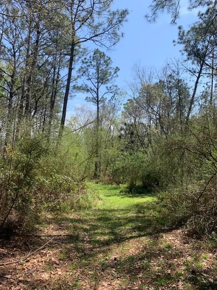 26264 Feely Road Elberta, AL 36530 - Photo 4 of 30