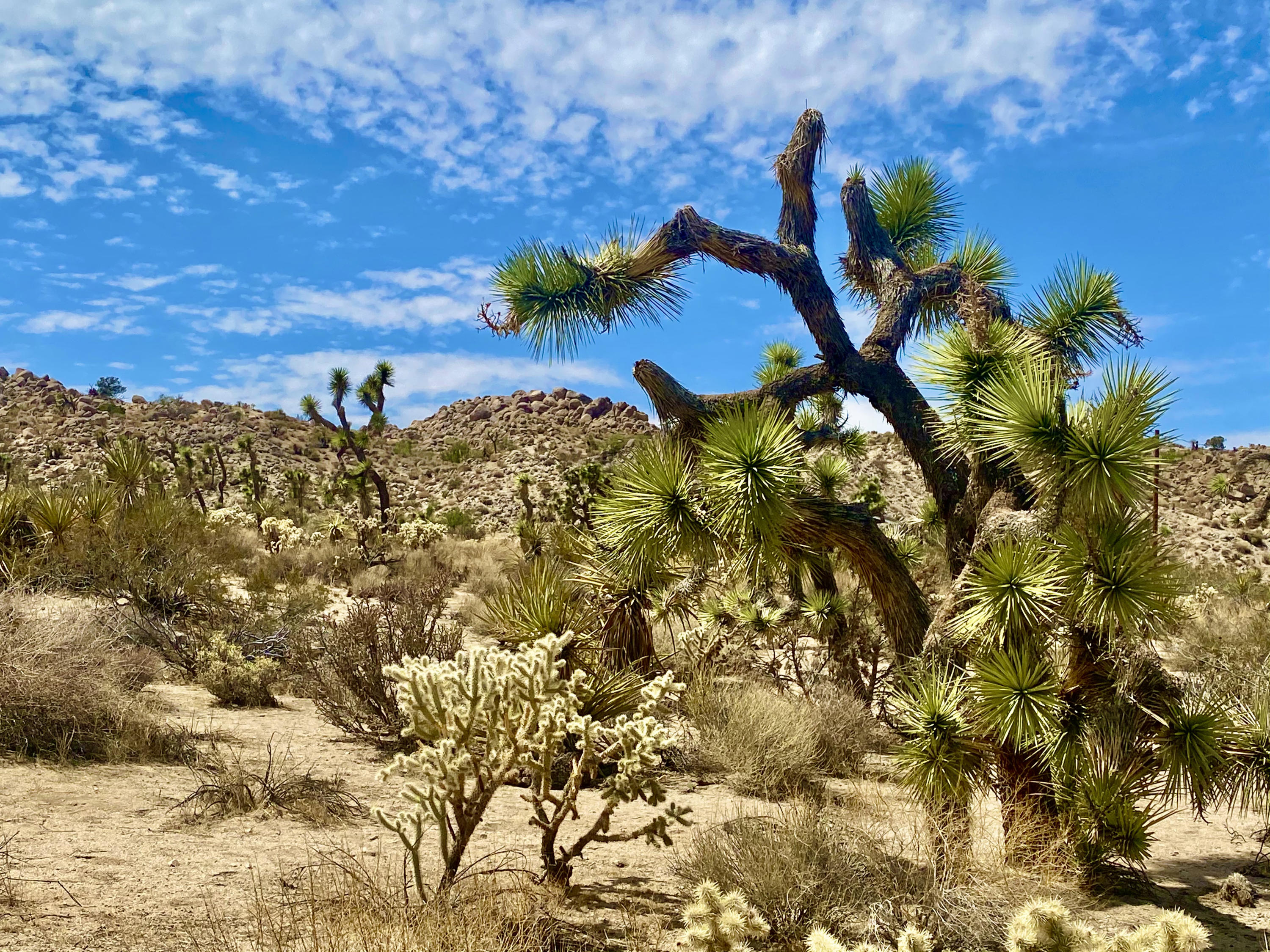 104 Bandera Road Yucca Valley, CA 92284 - Photo 30 of 48 IMG_3523