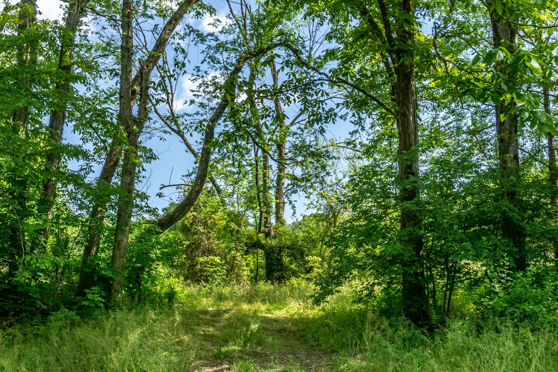 70 Collins Road Greeneville, TN 37745 - Photo 65 of 93 70collinsG_066