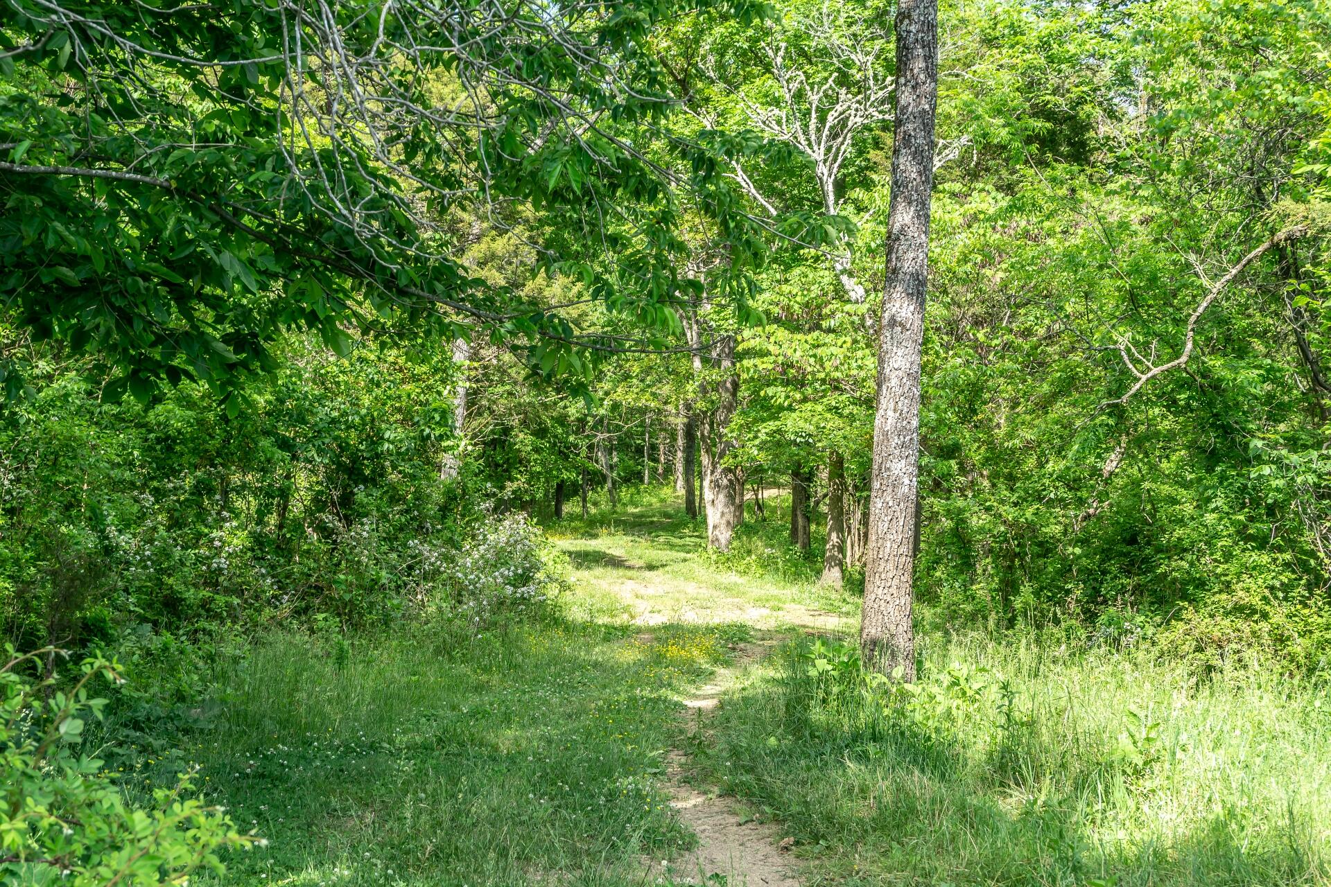 70 Collins Road Greeneville, TN 37745 - Photo 72 of 93 70collinsG_104