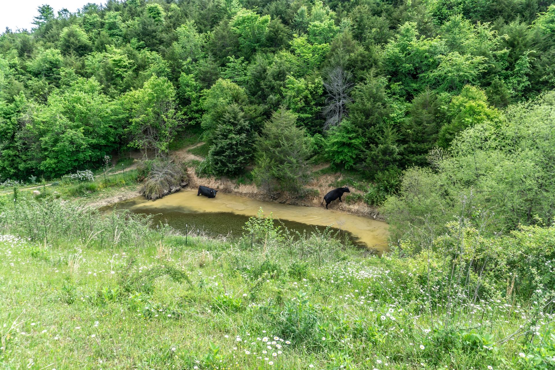 70 Collins Road Greeneville, TN 37745 - Photo 79 of 93 70collinsG_119