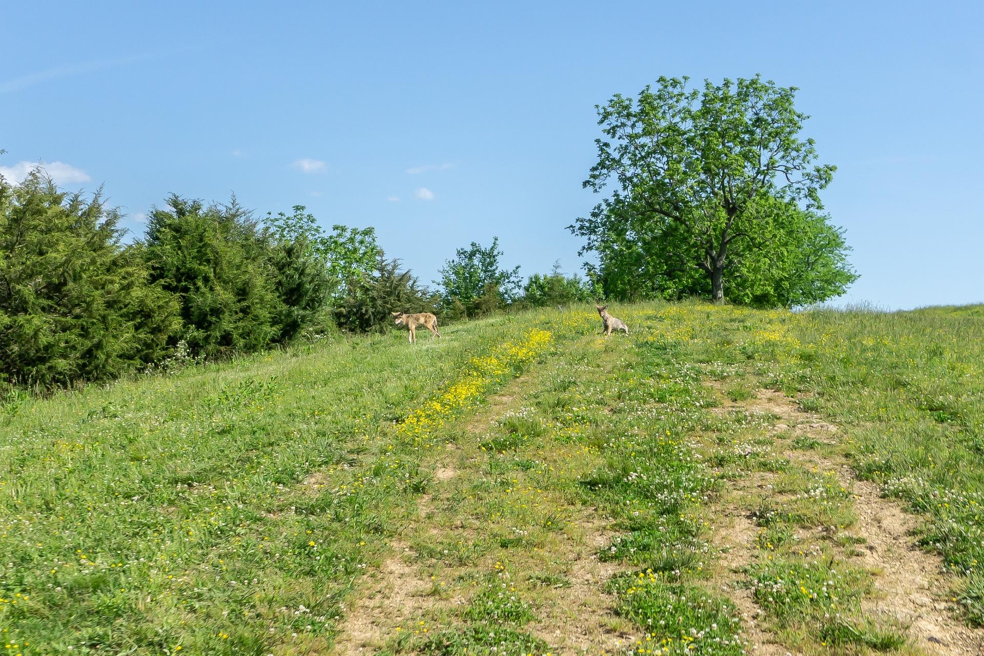 70 Collins Road Greeneville, TN 37745 - Photo 88 of 93 70collinsG_159
