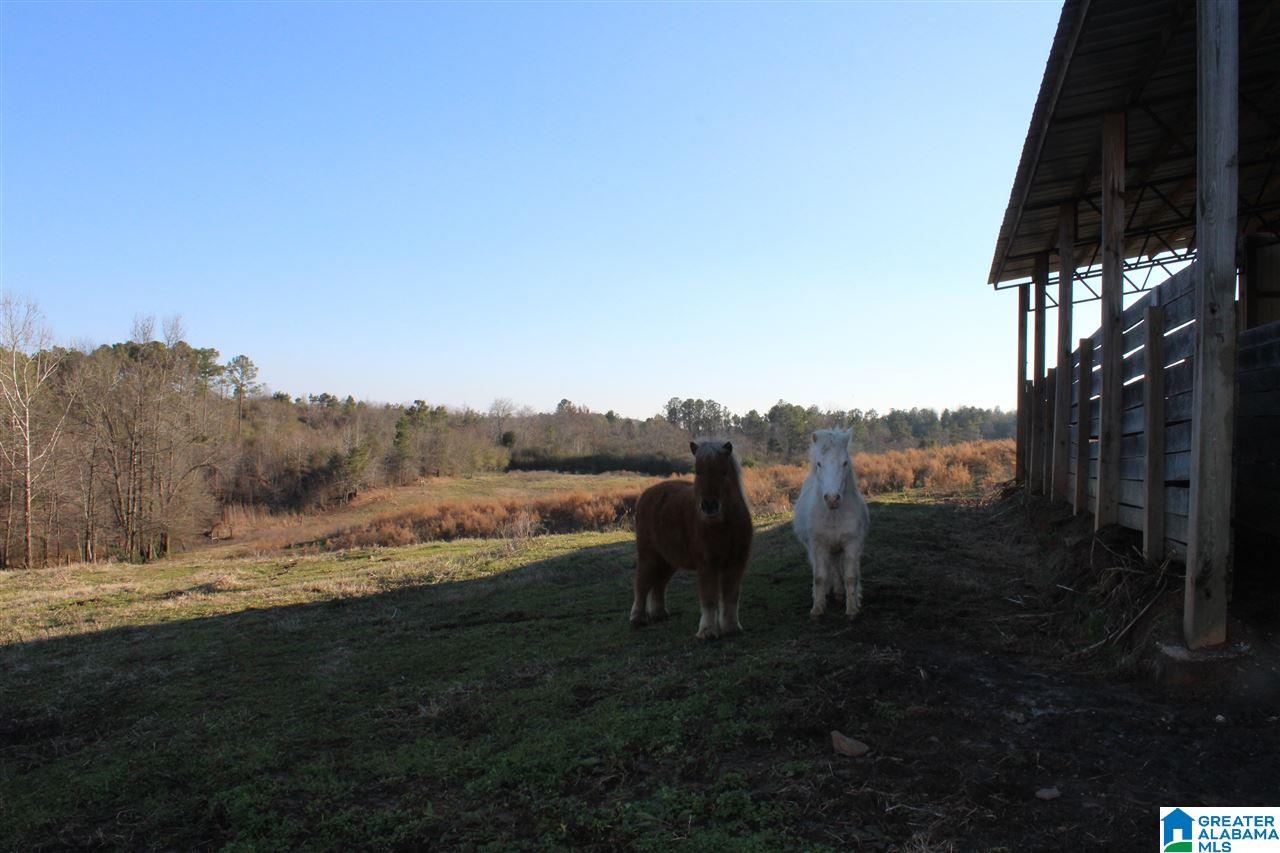 3601 Brookside Road Brilliant, AL 35548 - Photo 10 of 33