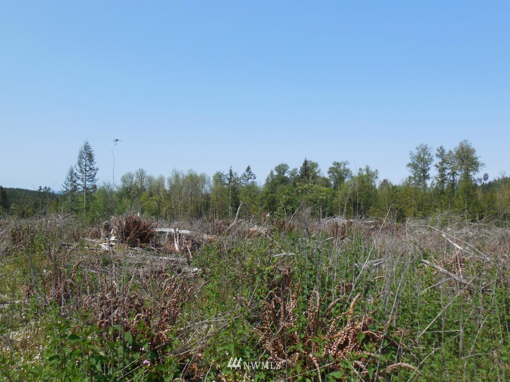 0 Moore Road Toutle, WA 98649 - Photo 13 of 25