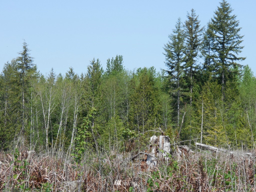 0 Moore Road Toutle, WA 98649 - Photo 14 of 25