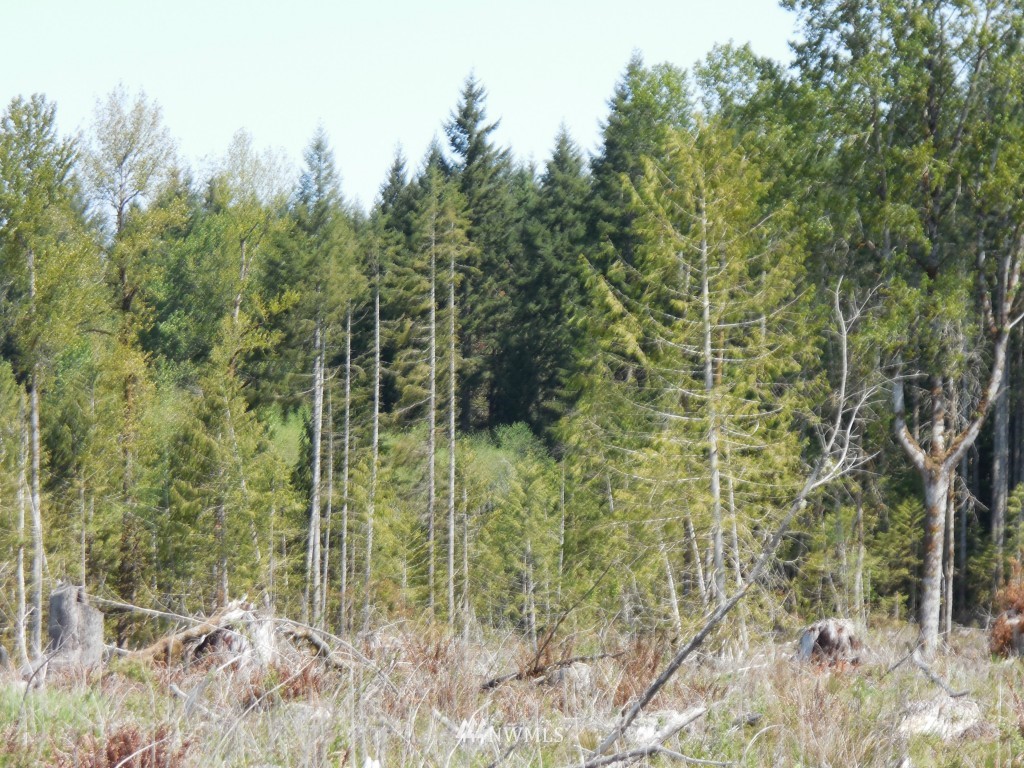 0 Moore Road Toutle, WA 98649 - Photo 16 of 25