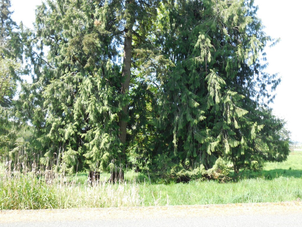 0 Moore Road Toutle, WA 98649 - Photo 5 of 25