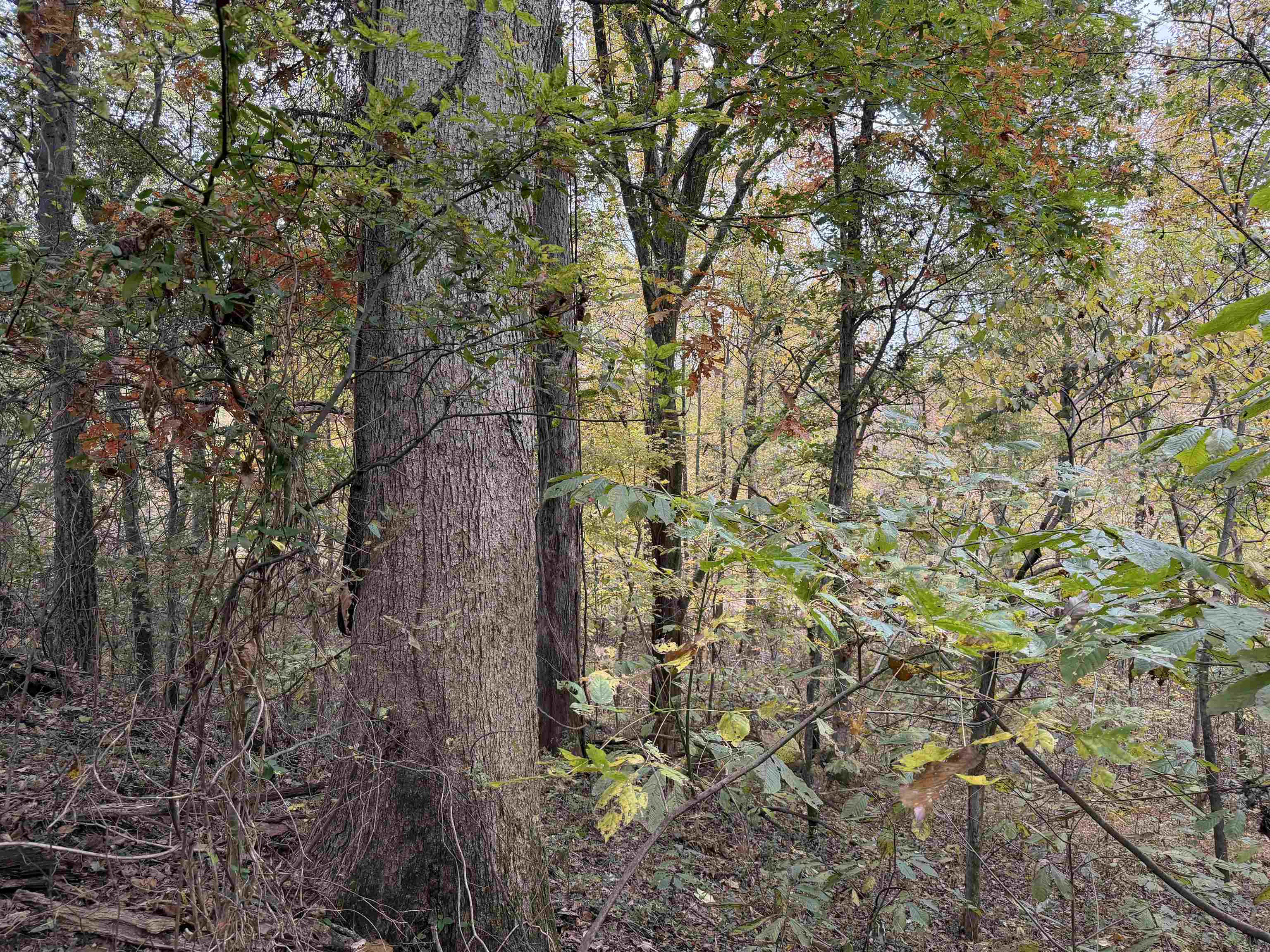 a backyard of a house with lots of trees
