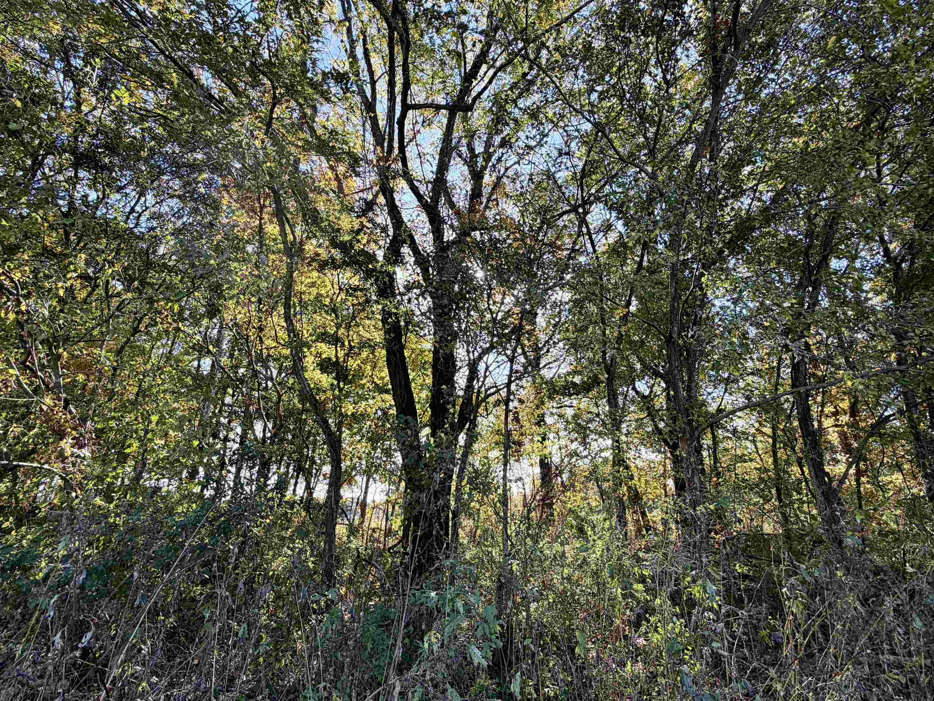 Faye Barfield Road Ripley, TN 38063 - Photo 11 of 34 a view of tree