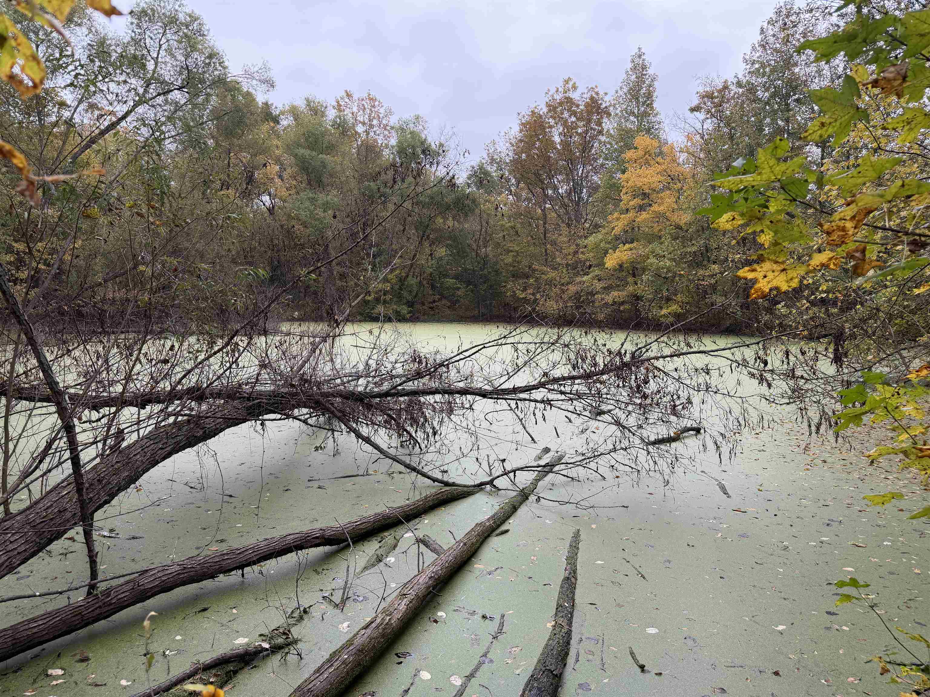 Faye Barfield Road Ripley, TN 38063 - Photo 15 of 34 a view of a backyard of the house