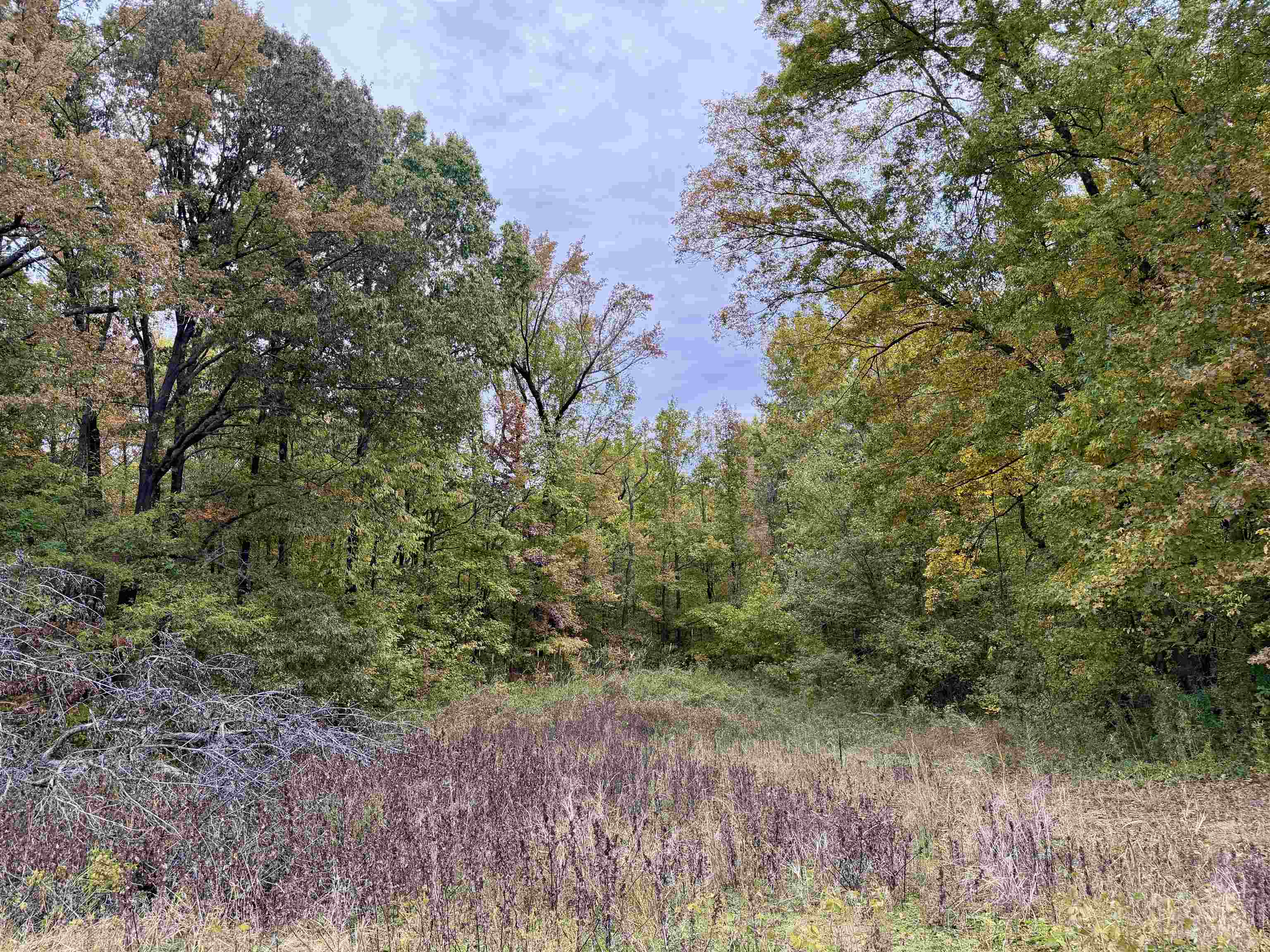 Faye Barfield Road Ripley, TN 38063 - Photo 16 of 34 a view of a yard with a tree