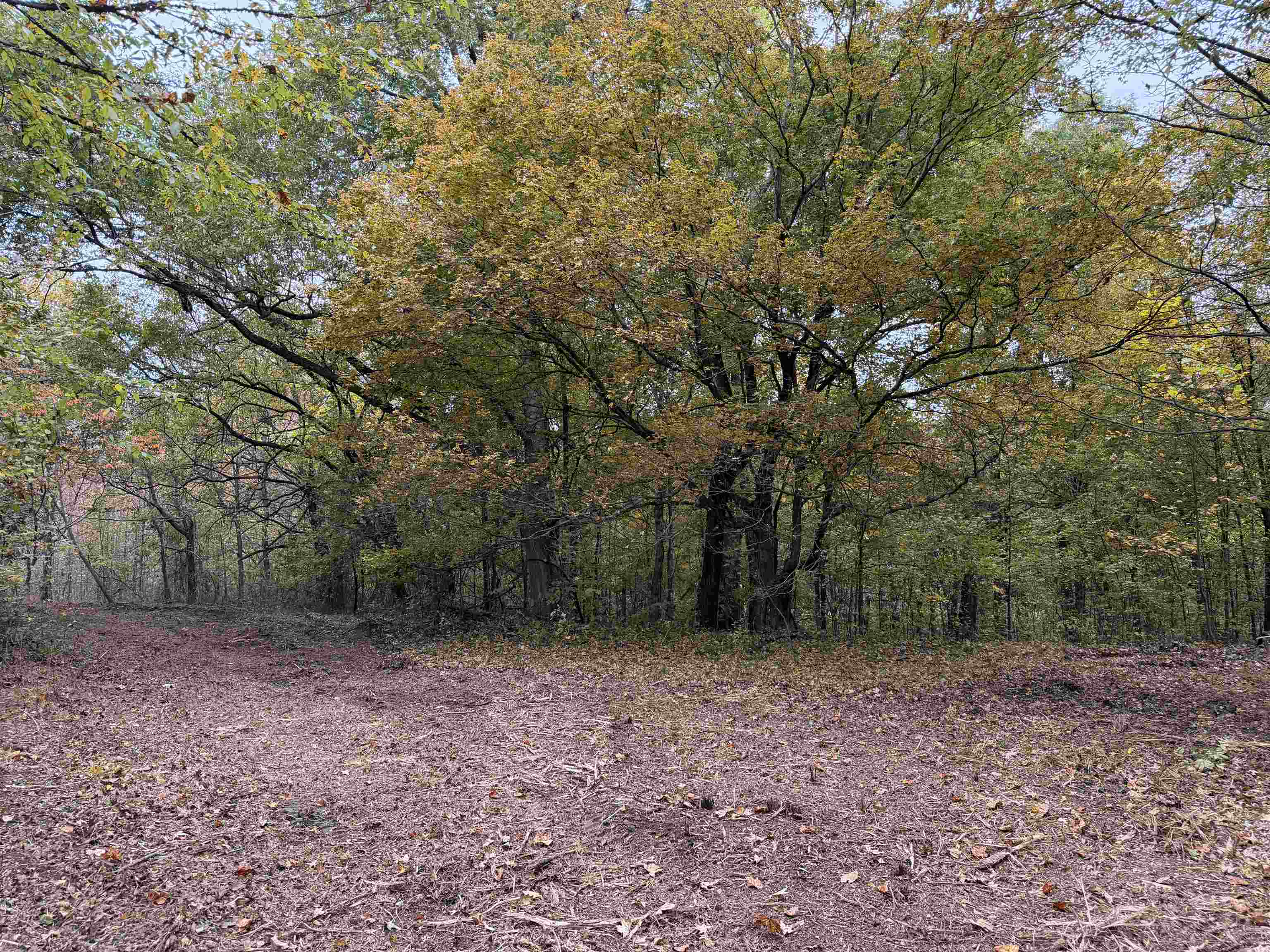 Faye Barfield Road Ripley, TN 38063 - Photo 22 of 34 a view of a forest with trees in the background