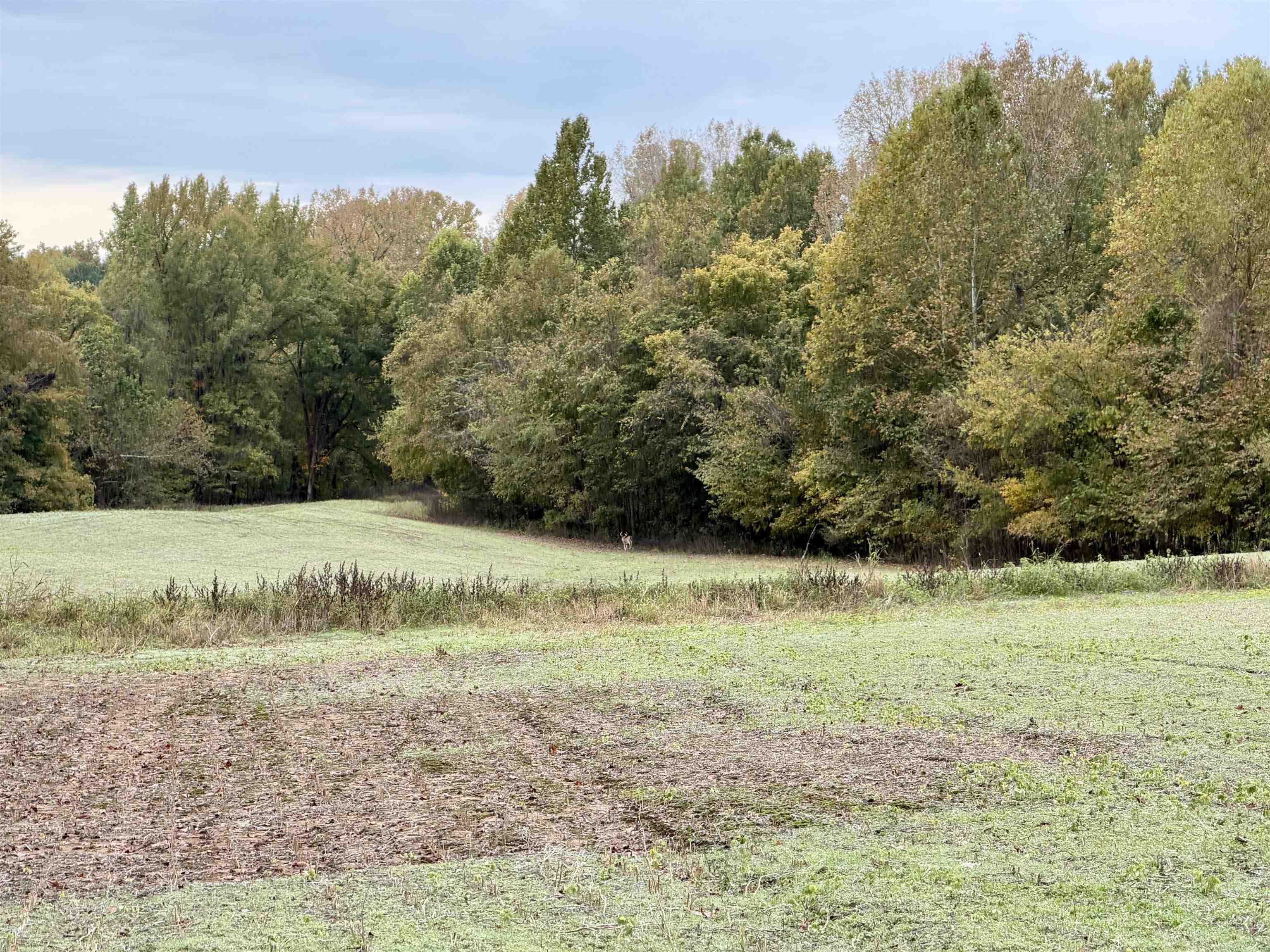 Faye Barfield Road Ripley, TN 38063 - Photo 25 of 34 a view of a yard with a tree