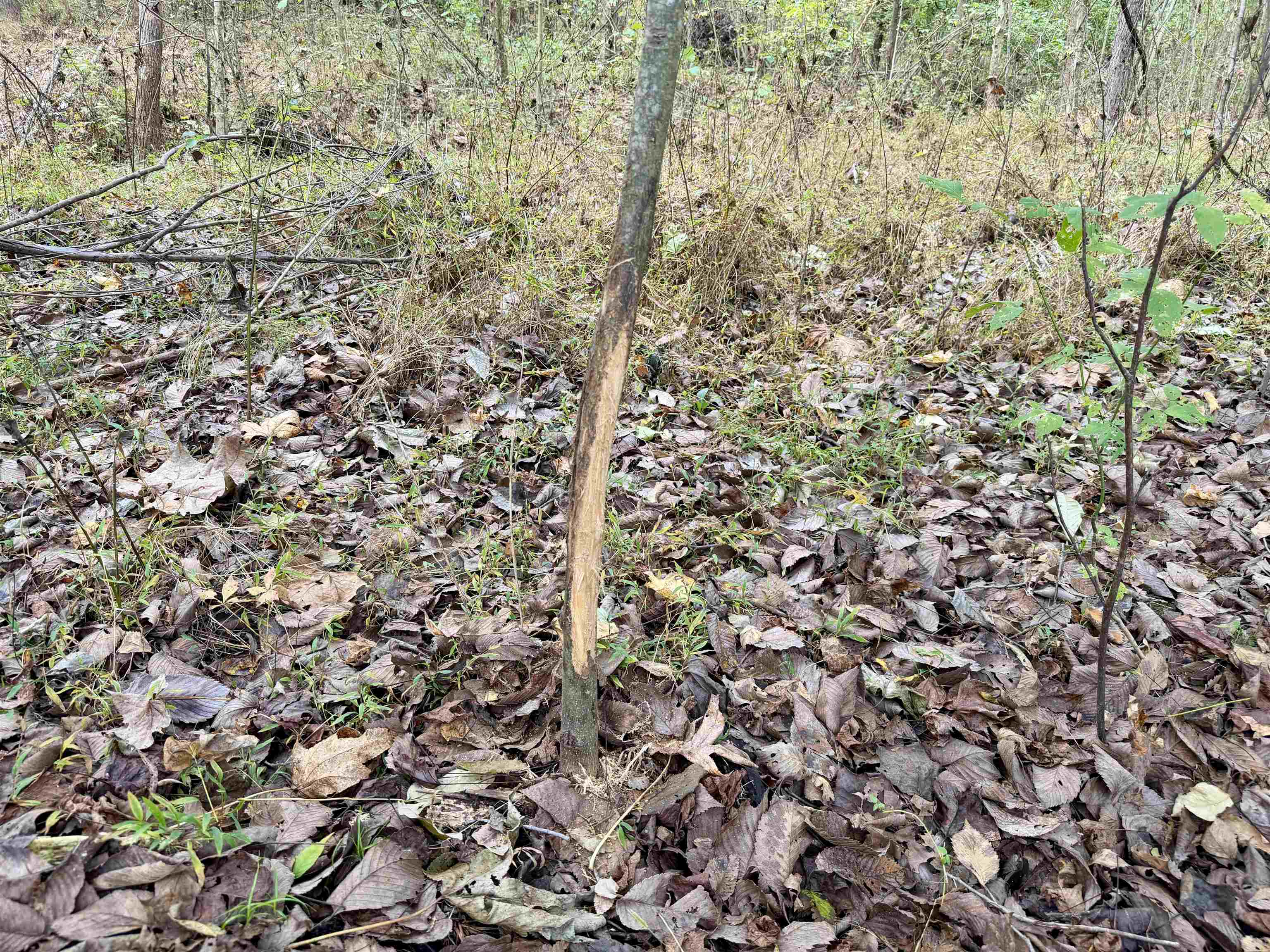Faye Barfield Road Ripley, TN 38063 - Photo 26 of 34 a view of a yard with a tree