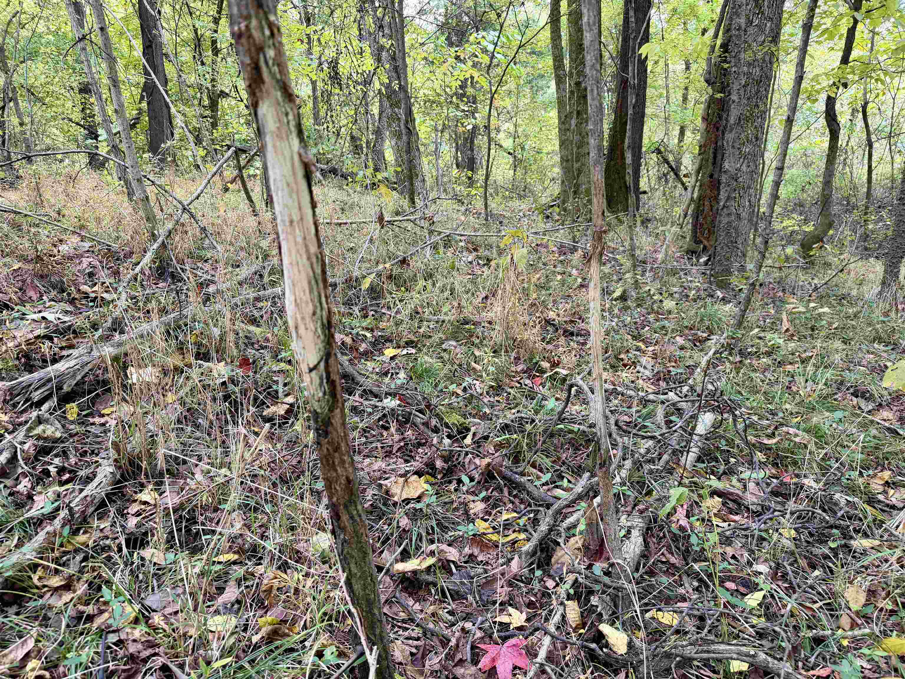 Faye Barfield Road Ripley, TN 38063 - Photo 27 of 34 a view of forest