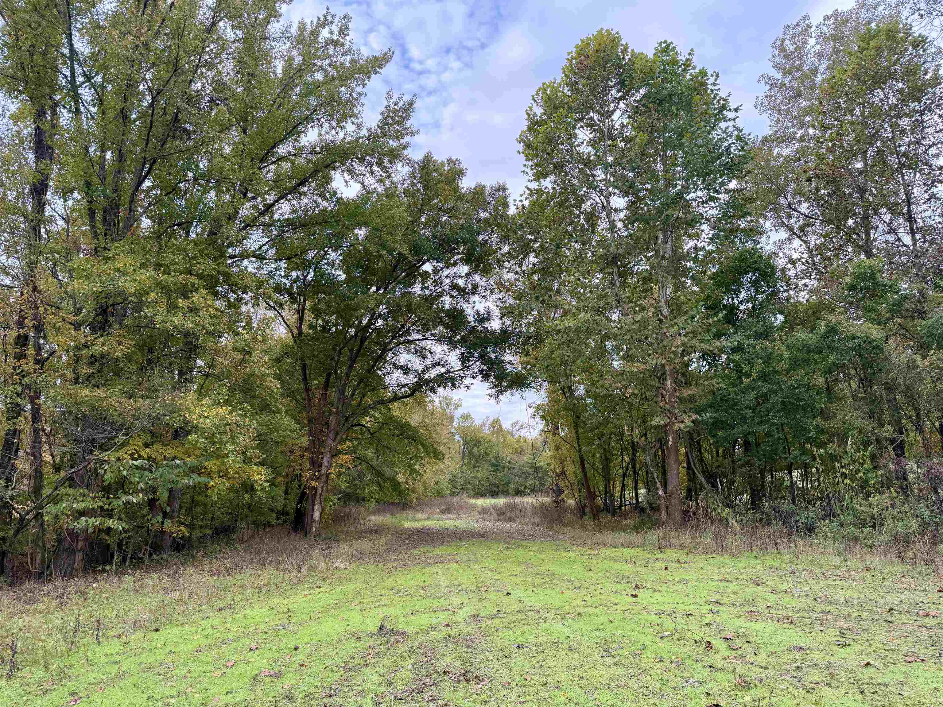 Faye Barfield Road Ripley, TN 38063 - Photo 29 of 34 a view of a tree next to a yard
