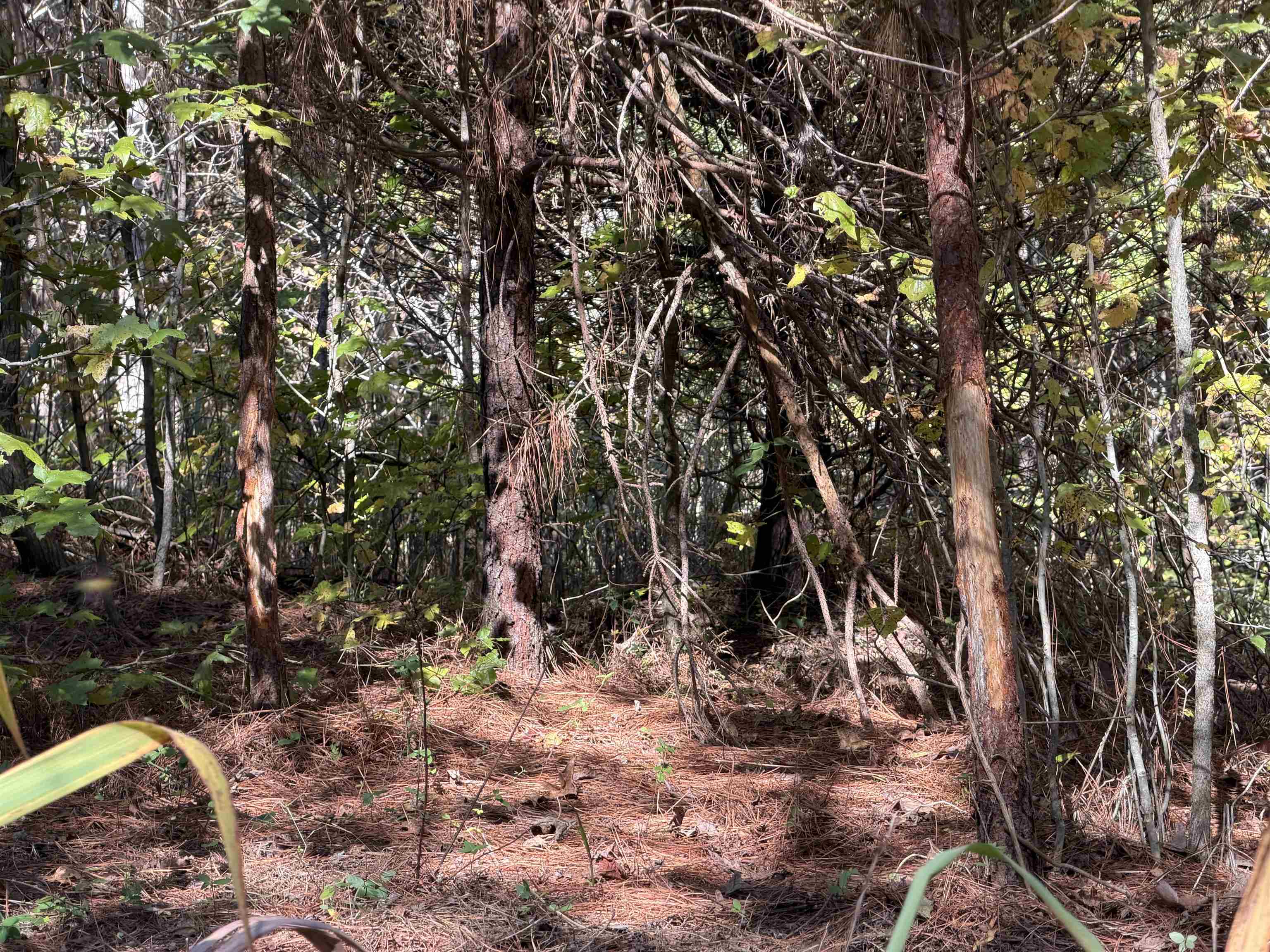 Faye Barfield Road Ripley, TN 38063 - Photo 30 of 34 a view of tree