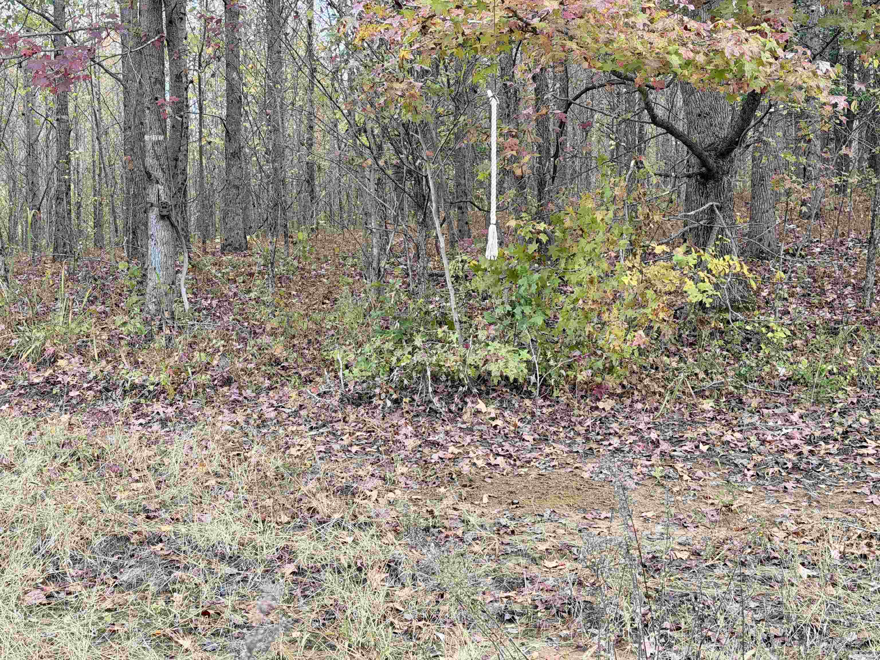 Faye Barfield Road Ripley, TN 38063 - Photo 32 of 34 a backyard of a house with lots of green space
