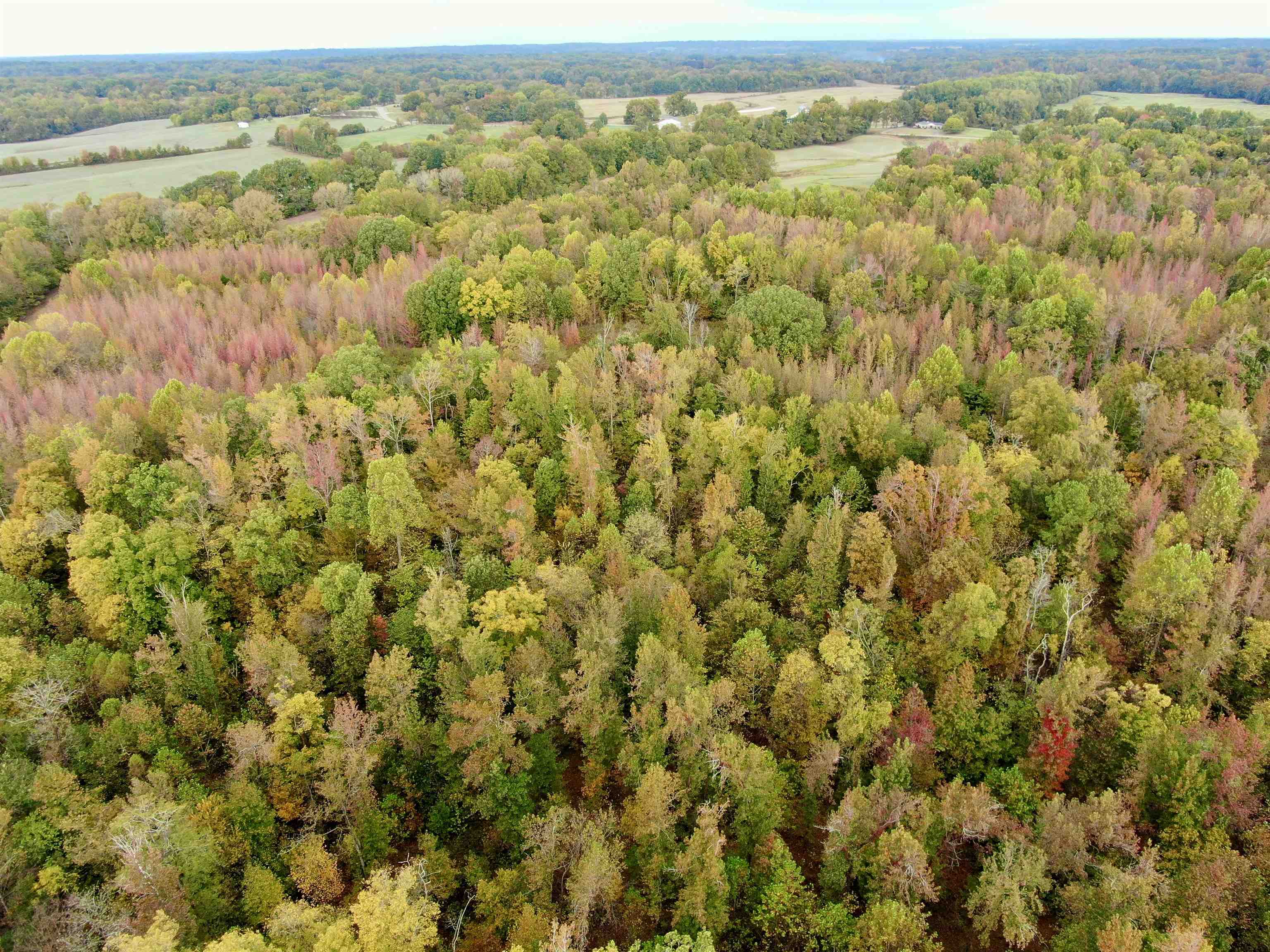 Faye Barfield Road Ripley, TN 38063 - Photo 33 of 34 a view of a field with an outdoor space