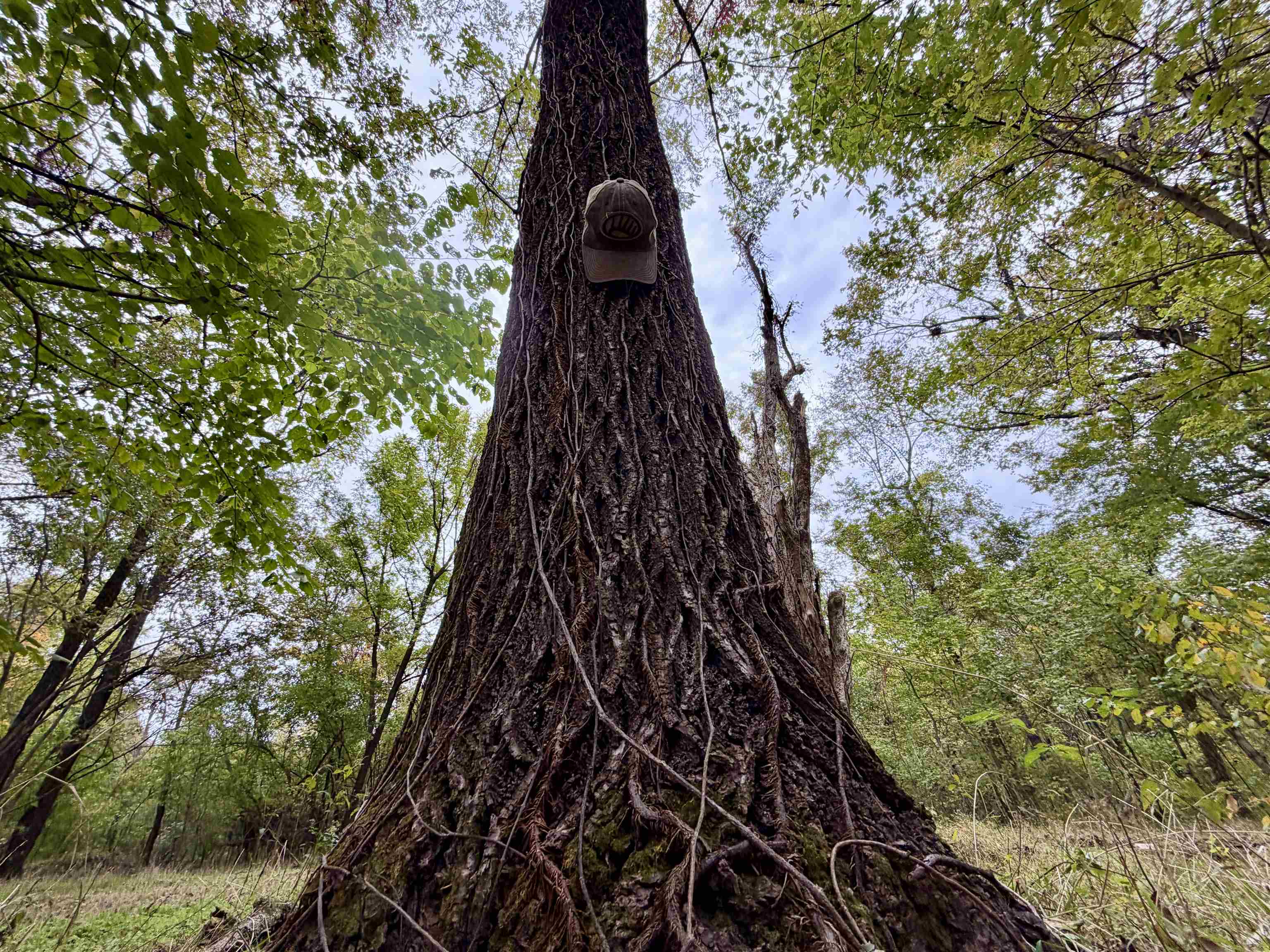 Faye Barfield Road Ripley, TN 38063 - Photo 8 of 34 a close up of a tree in a yard