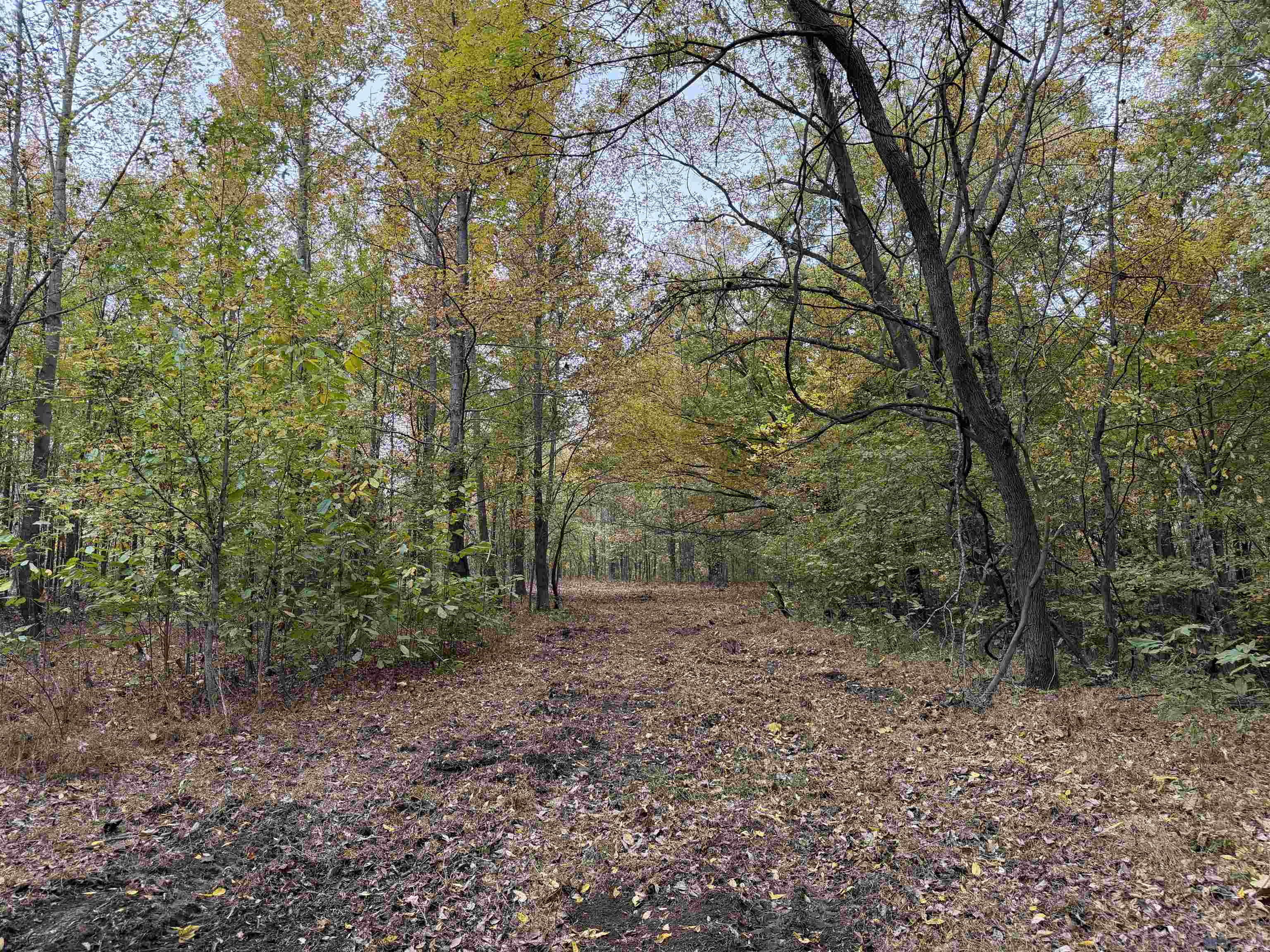 Faye Barfield Road Ripley, TN 38063 - Photo 9 of 34 a view of a forest with trees in the background
