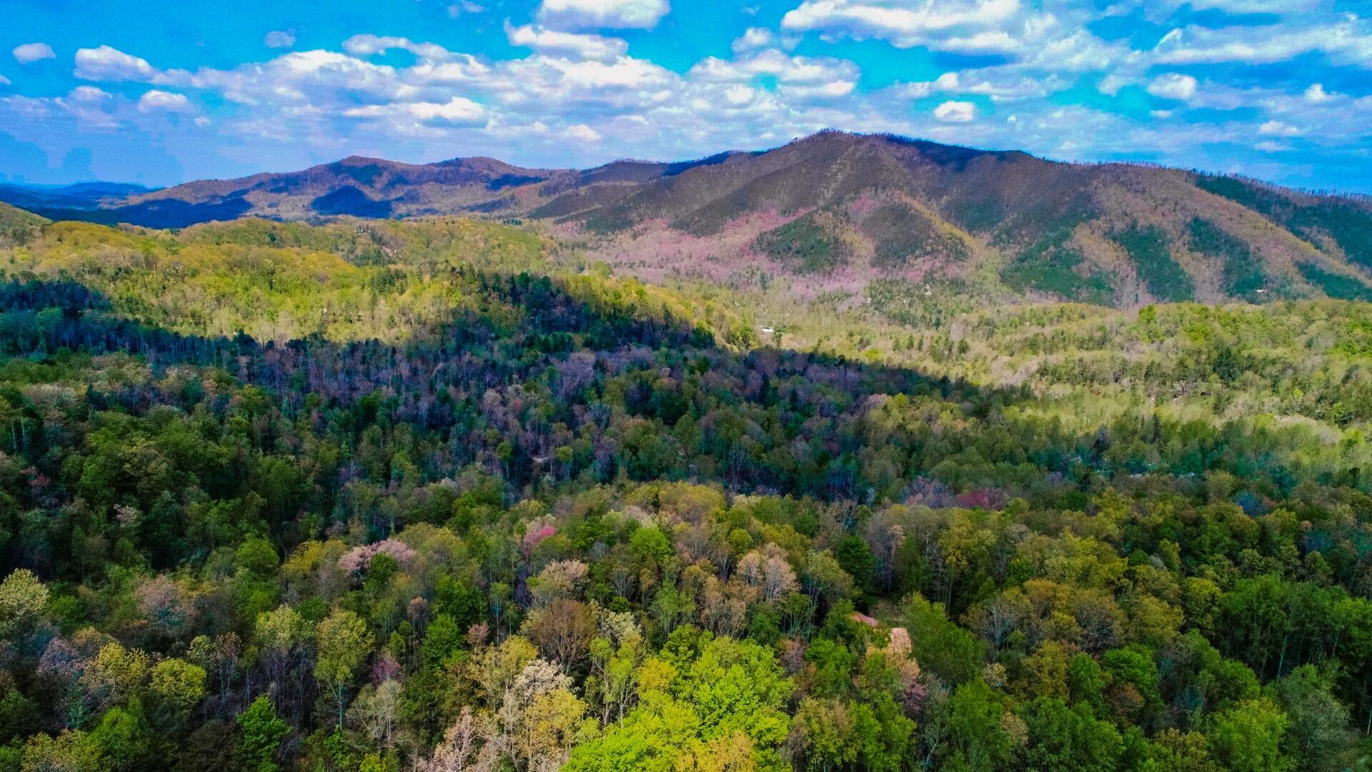 4207 Trail Hollow Road Cosby, TN 37722 - Photo 37 of 40 36