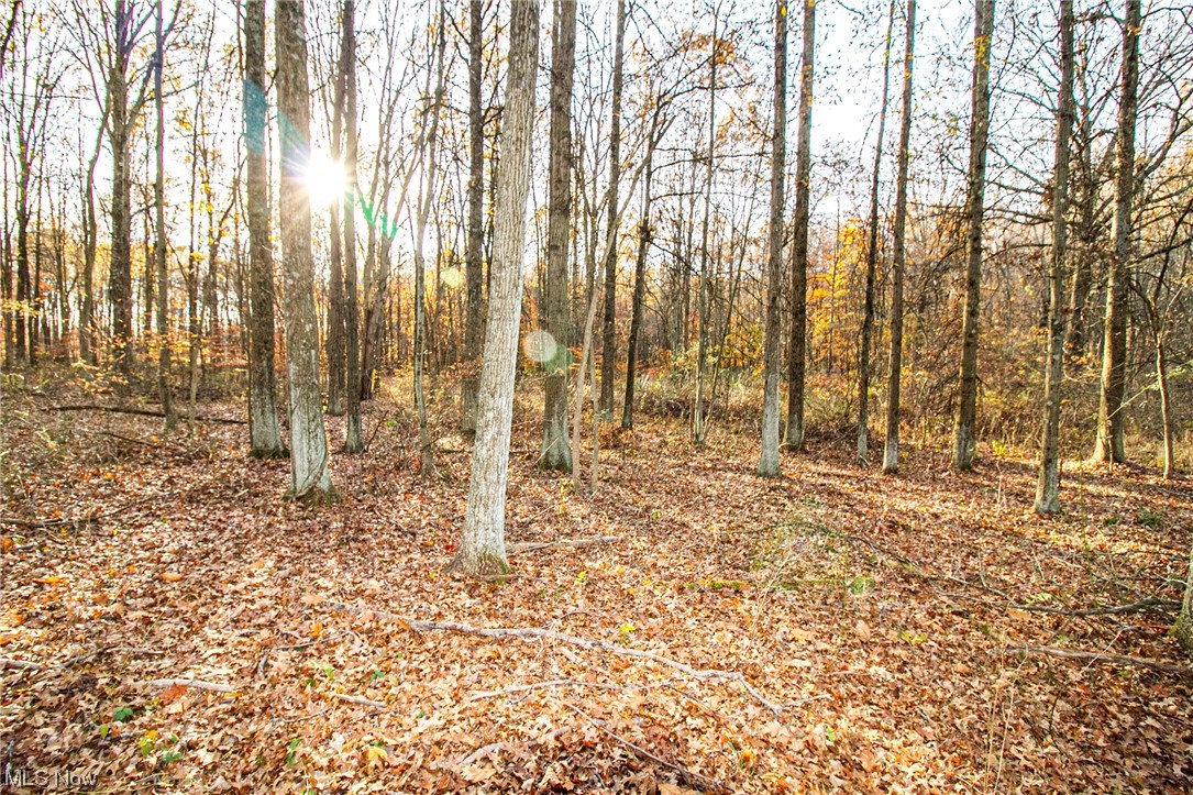 View of local wilderness