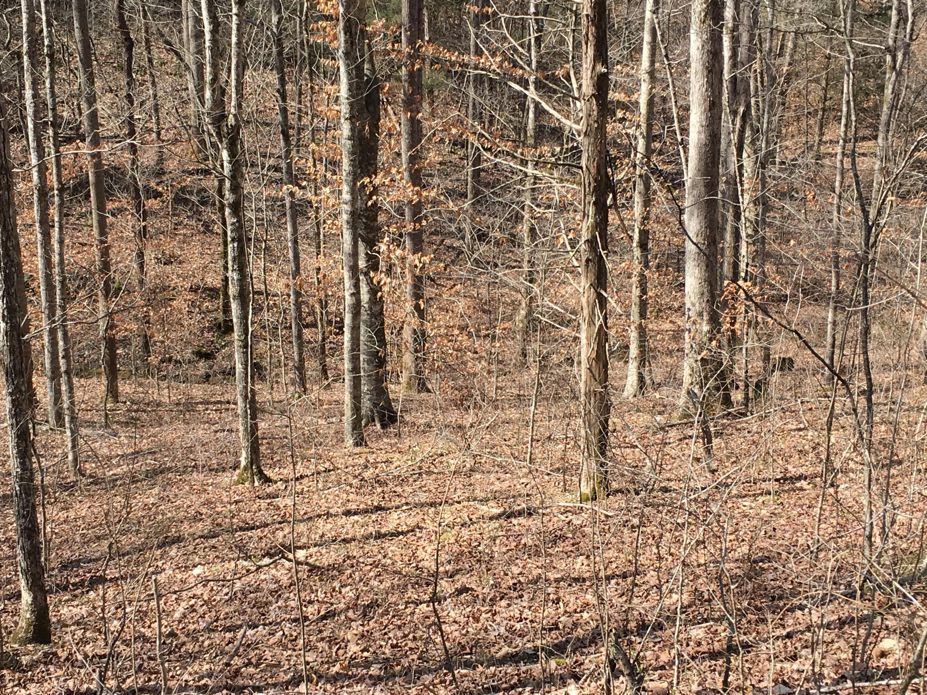 1250 Blankenship Road Jamestown, KY 42629 - Photo 36 of 44 IMG_3891