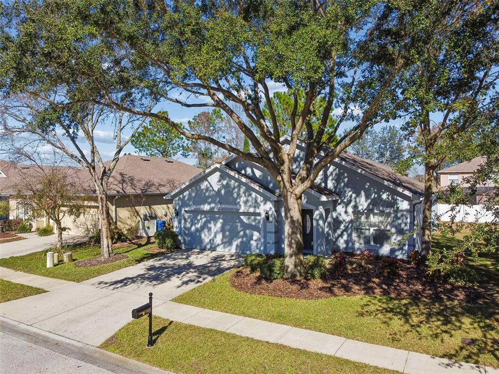 5956 Desert Peace Avenue Land O' Lakes, FL 34639 - Photo 56 of 79 a view of a backyard with large trees