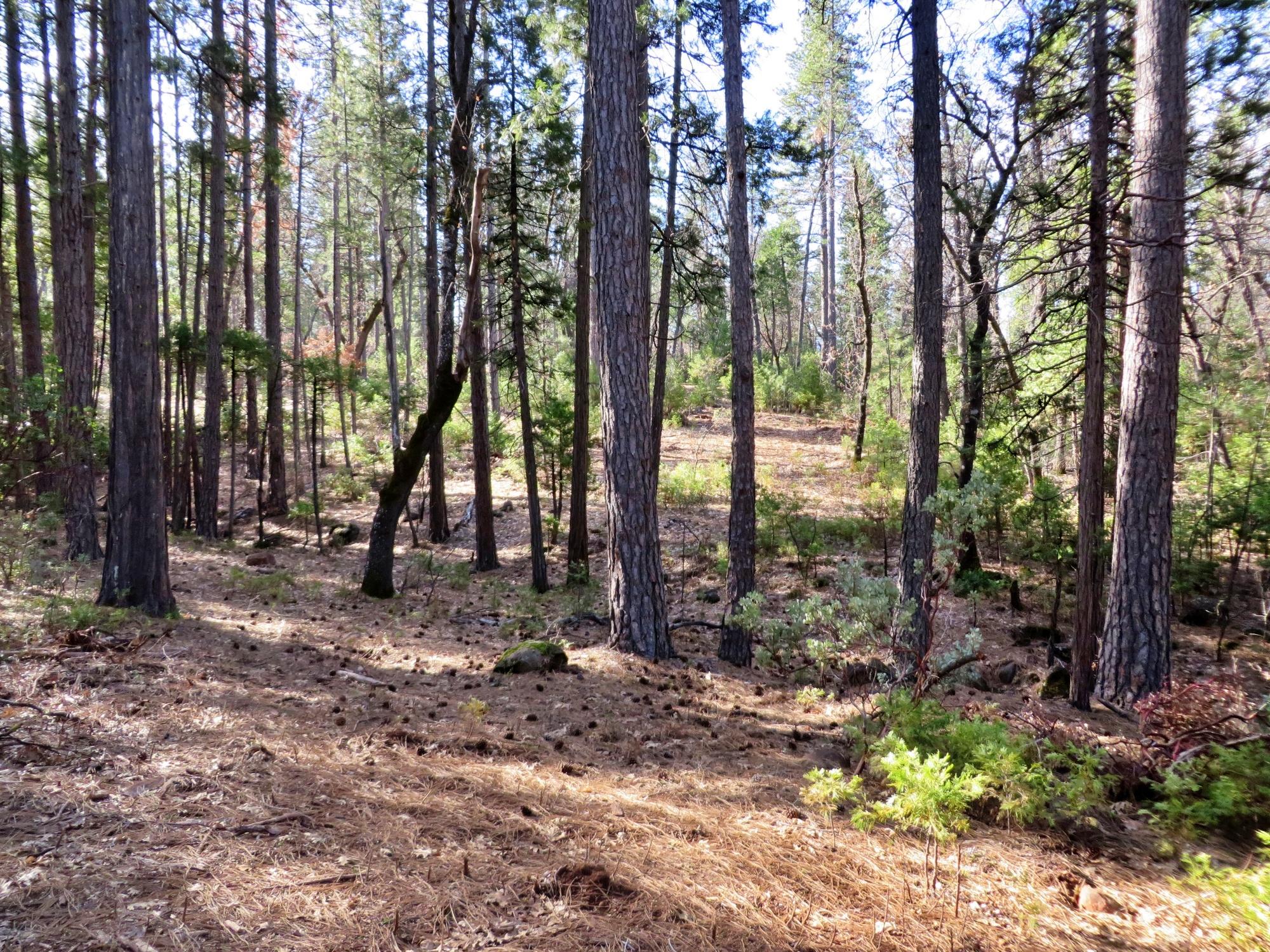3.89-ac Whitmore Road Whitmore, CA 96096 - Photo 13 of 16 Timber Company Property