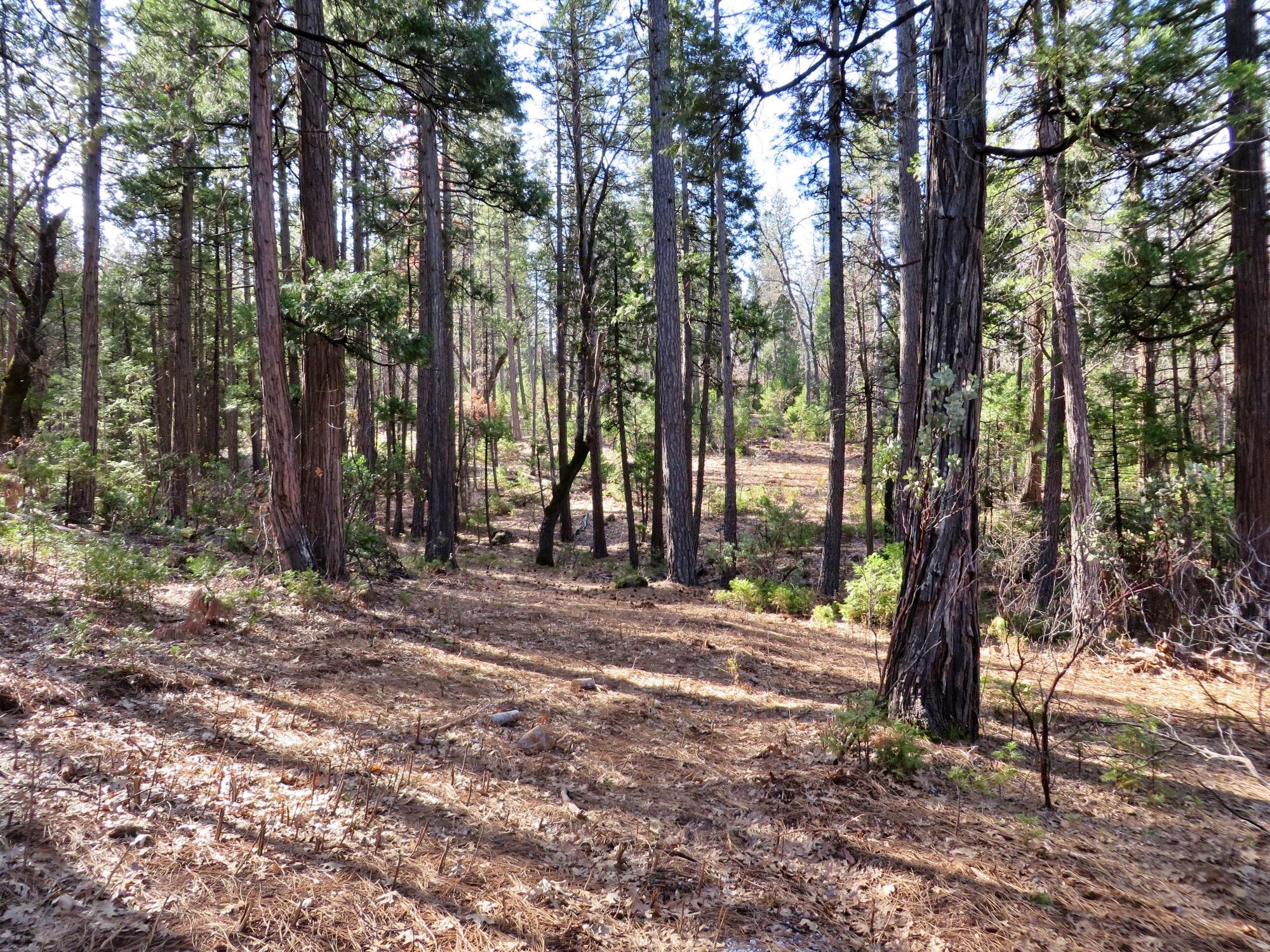3.89-ac Whitmore Road Whitmore, CA 96096 - Photo 16 of 16 Property