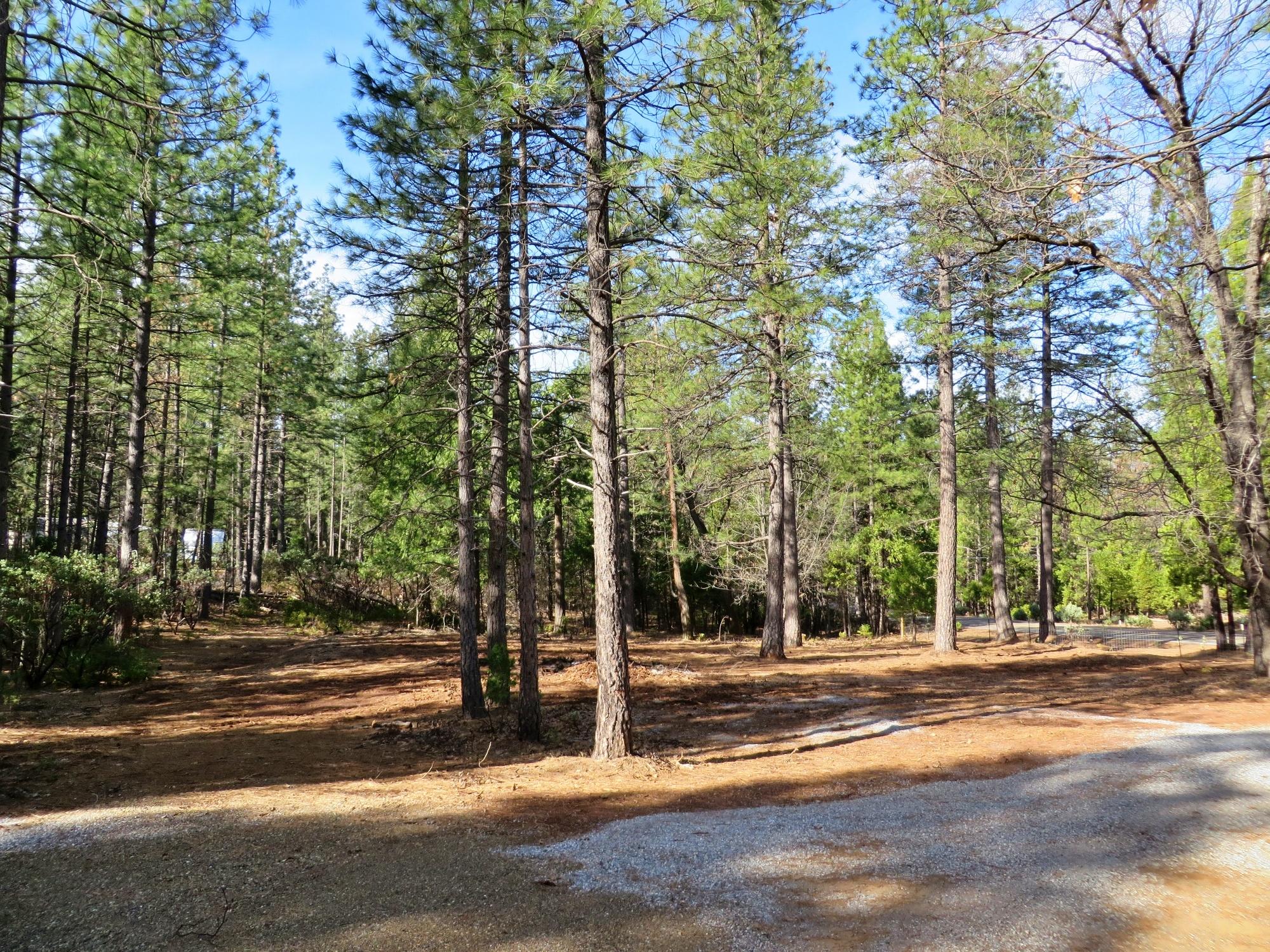 3.89-ac Whitmore Road Whitmore, CA 96096 - Photo 3 of 16 Brush Cleared