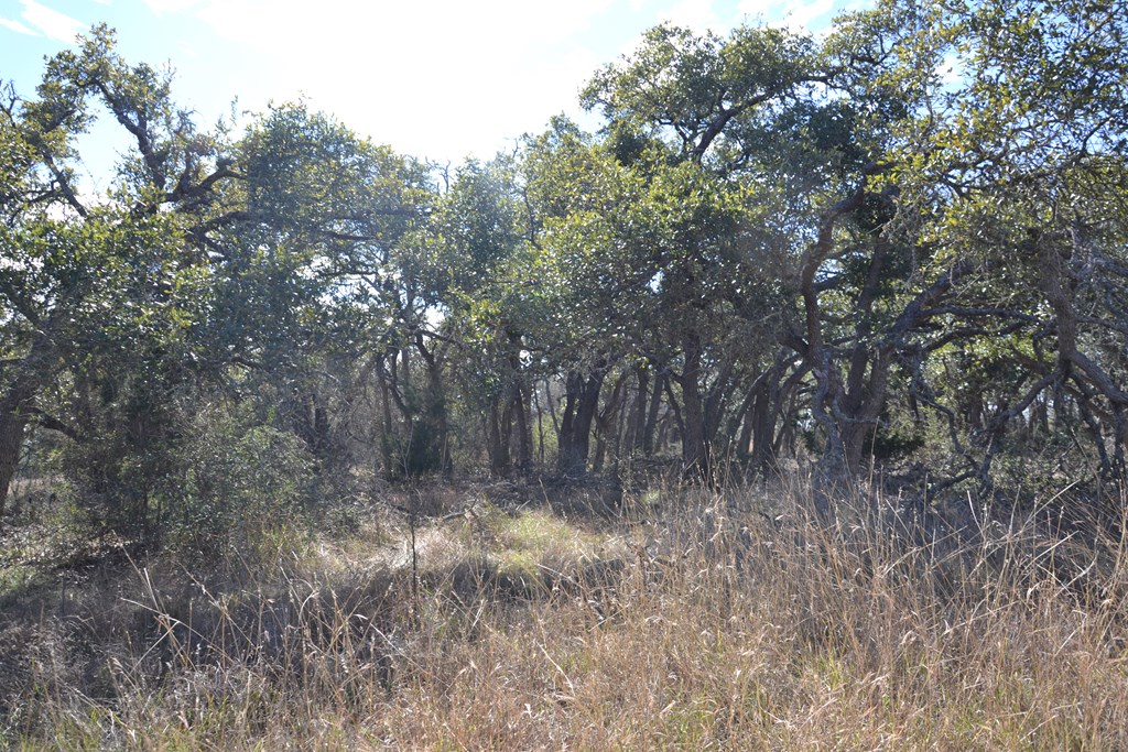 1152 Duderstadt Road Harper, TX 78631 - Photo 8 of 31