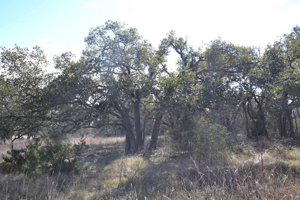 1152 Duderstadt Road Harper, TX 78631 - Photo 9 of 31