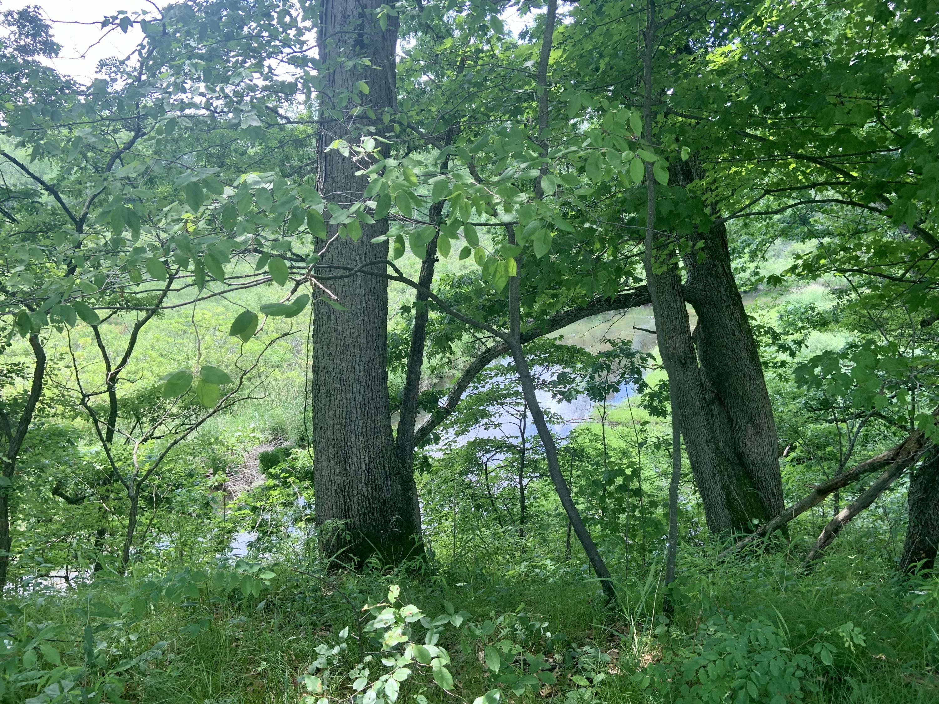 51371 Pulver Road Three Rivers, MI 49093 - Photo 3 of 4 IMG-8653