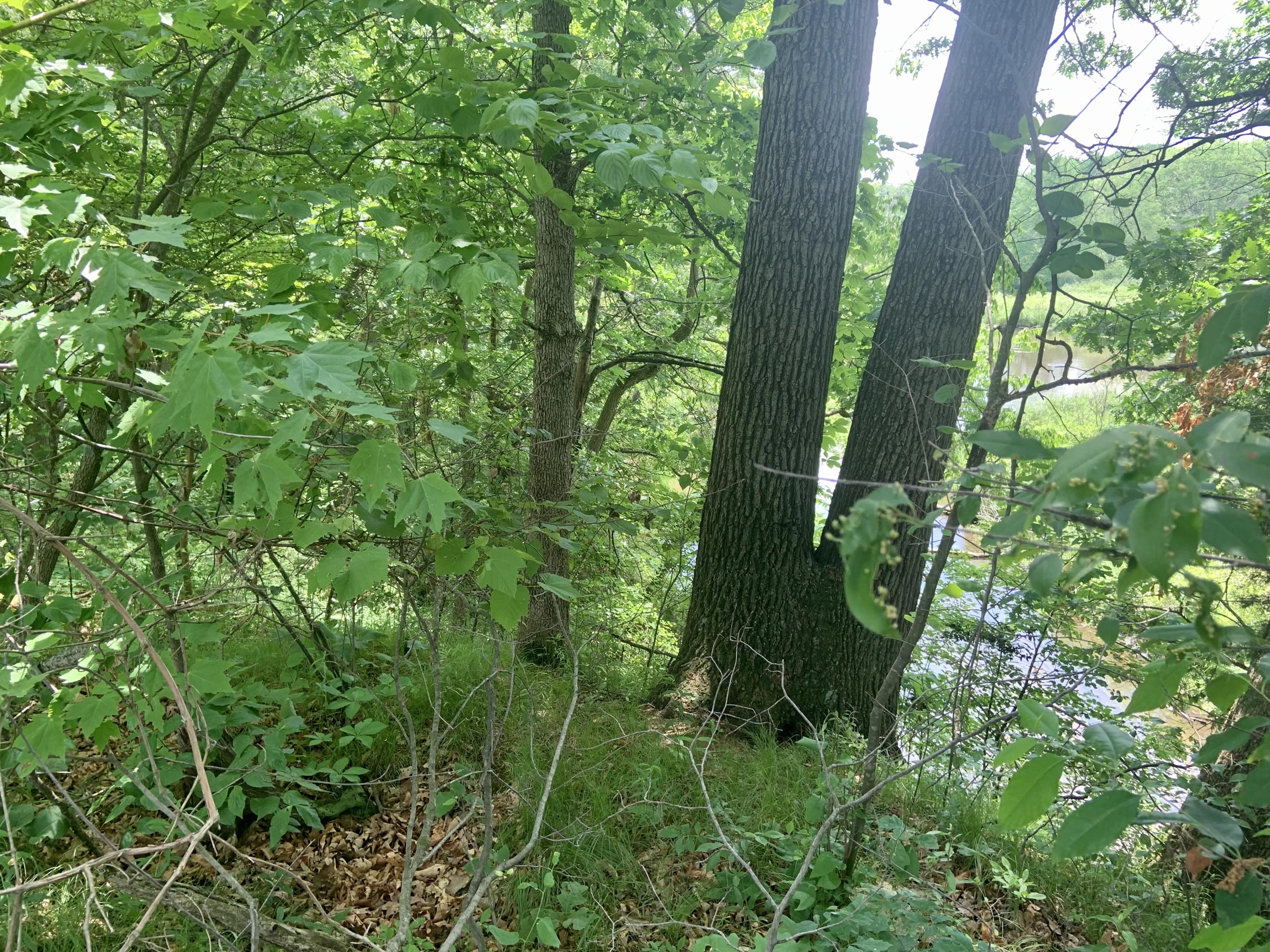 51371 Pulver Road Three Rivers, MI 49093 - Photo 4 of 4 IMG-8654