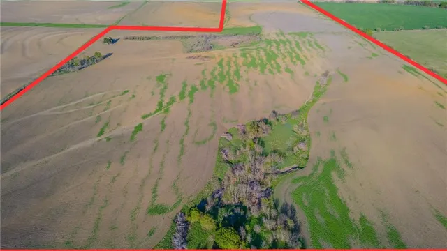 a close up of a palm plant