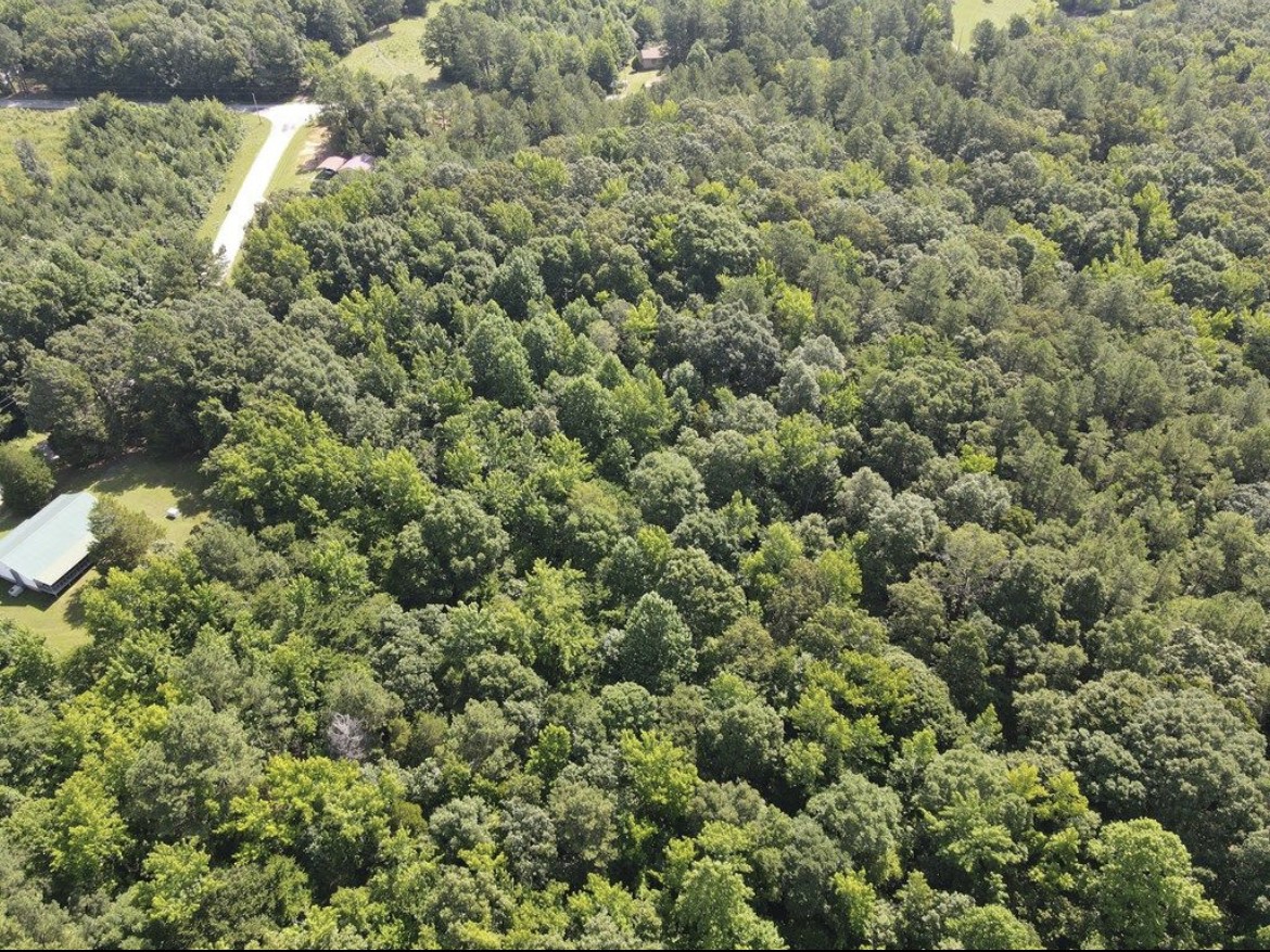 4875 Dollar Road Buena Vista, TN 38318 - Photo 28 of 29 a view of a forest with a tree