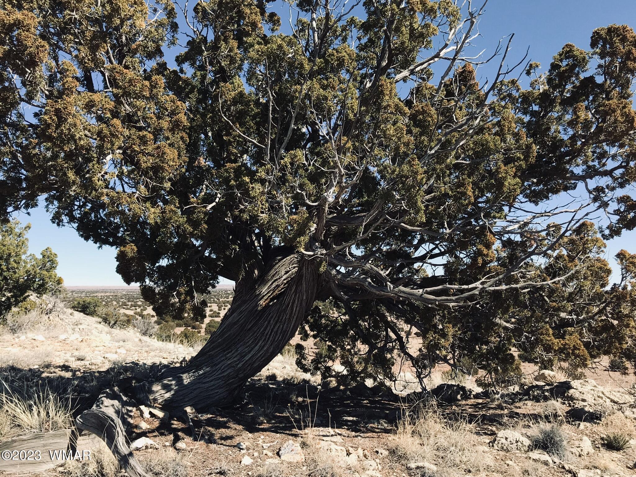 1 T14n R16e:nw4 Ne4 Heber, AZ 85928 - Photo 14 of 18